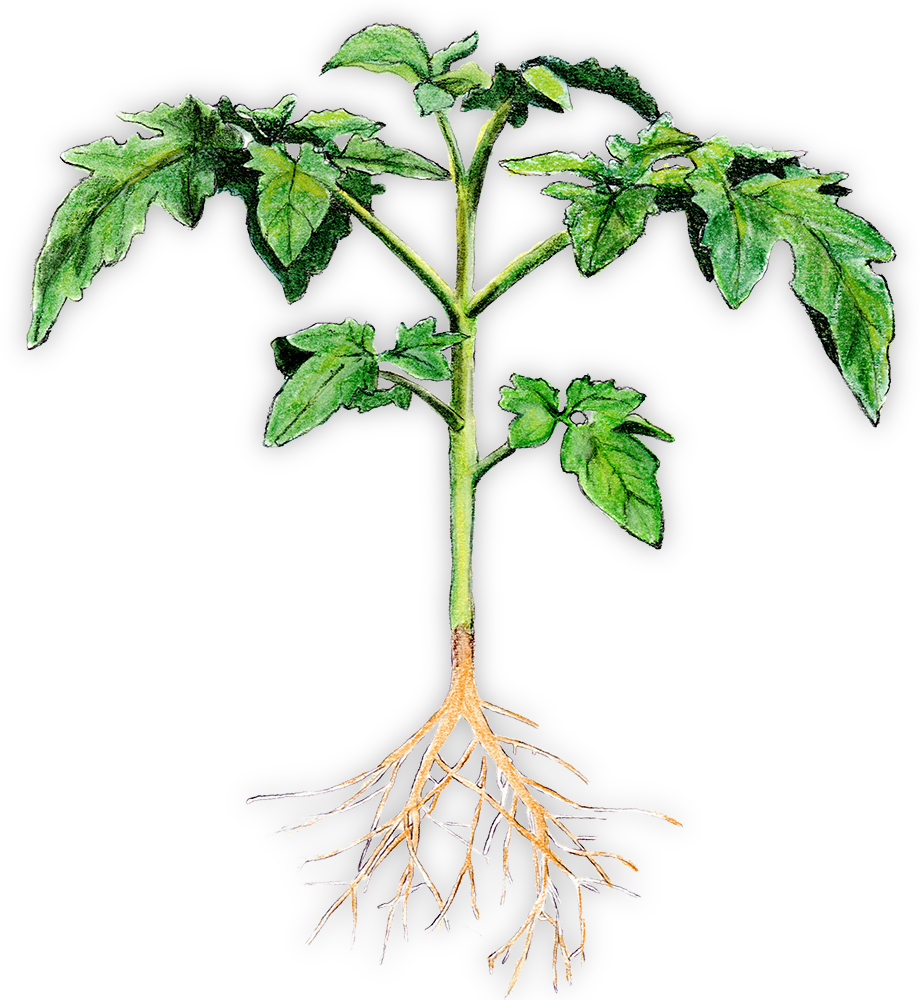 A diagram of a tomato plant, showing green leaves, a stem, and an extensive root system.