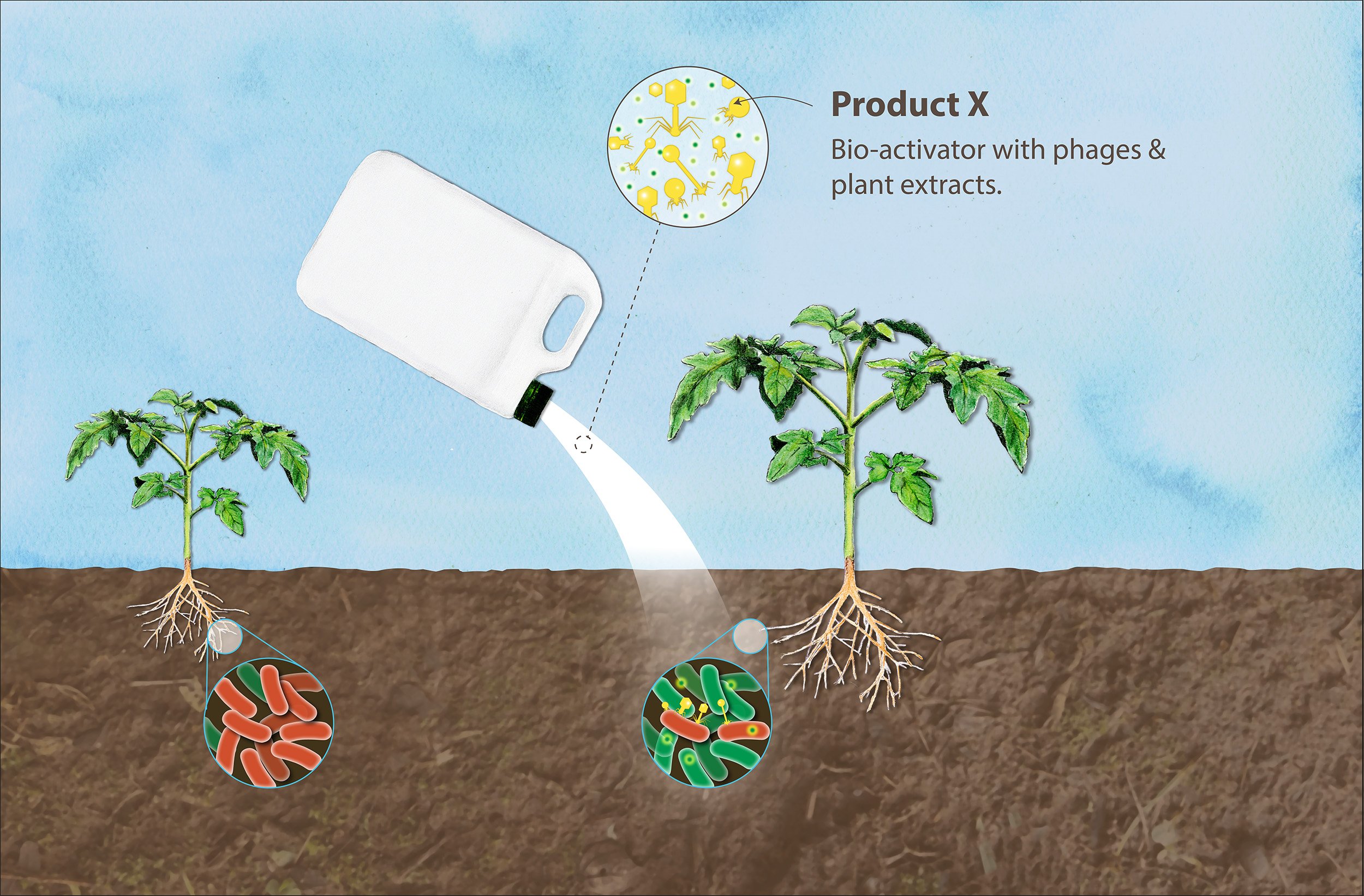 Illustration of a gardening scene showing two plants with roots underground. A spotlight shines on the plants, and a circular inset shows molecules labeled 'Product X' with phages and plant extracts.