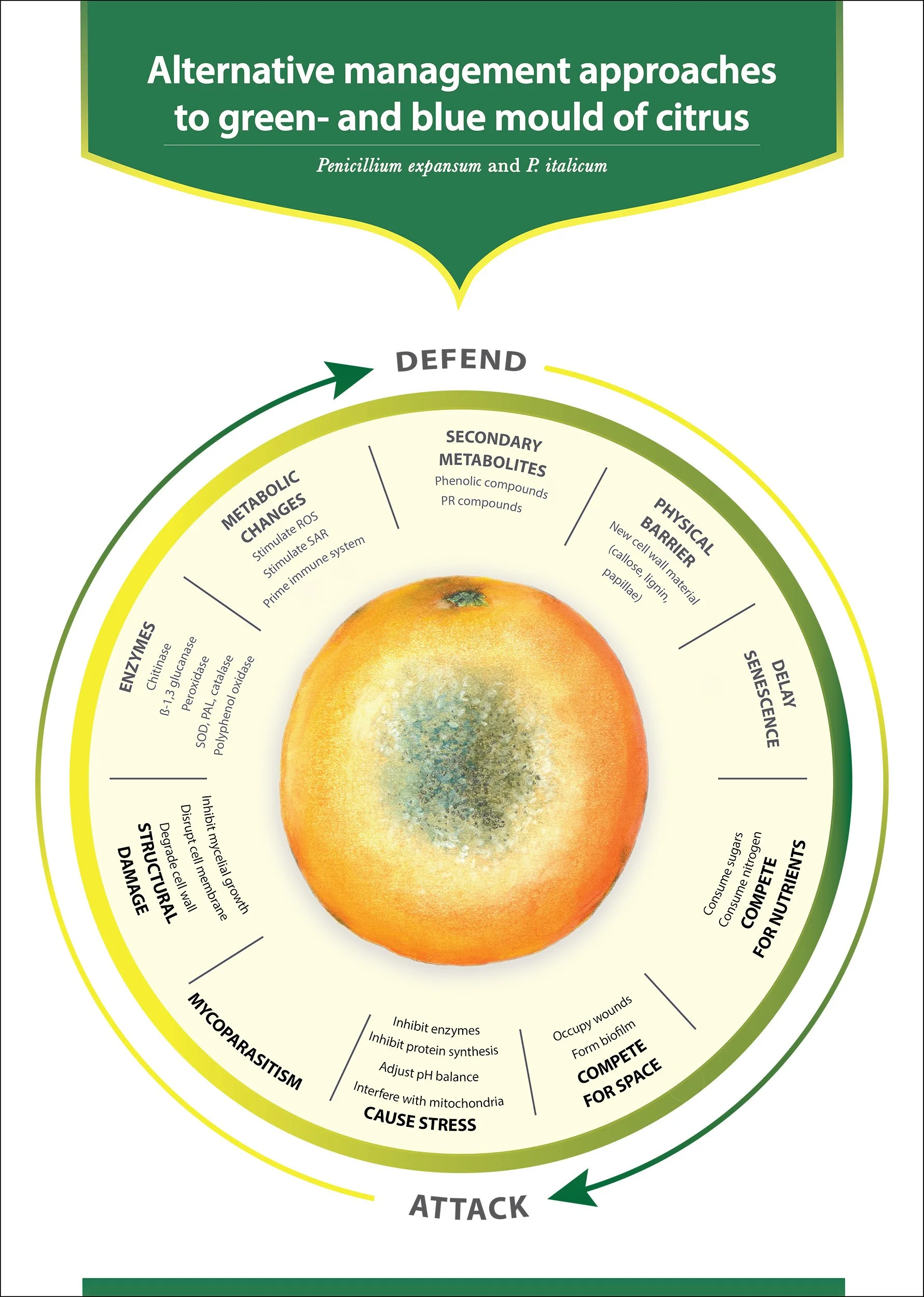 Diagram illustrating alternative management approaches to prevent citrus mold: defending the fruit through secondary metabolites, physical barriers, enzymes, structure damage, and biological competition, leading to attack.