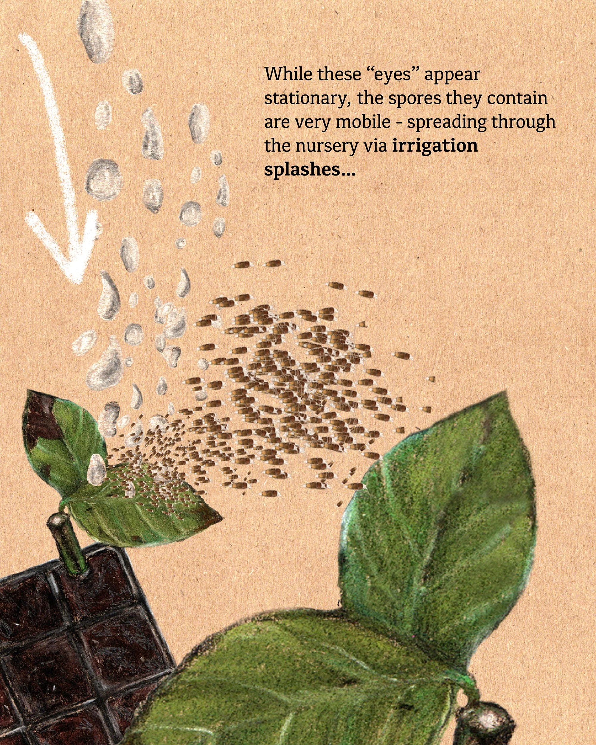 Illustration of a branch with green leaves and a cluster of small insects, alongside a stalk with grayish oval spore-like structures and white 'eyes' spreading across a beige background.