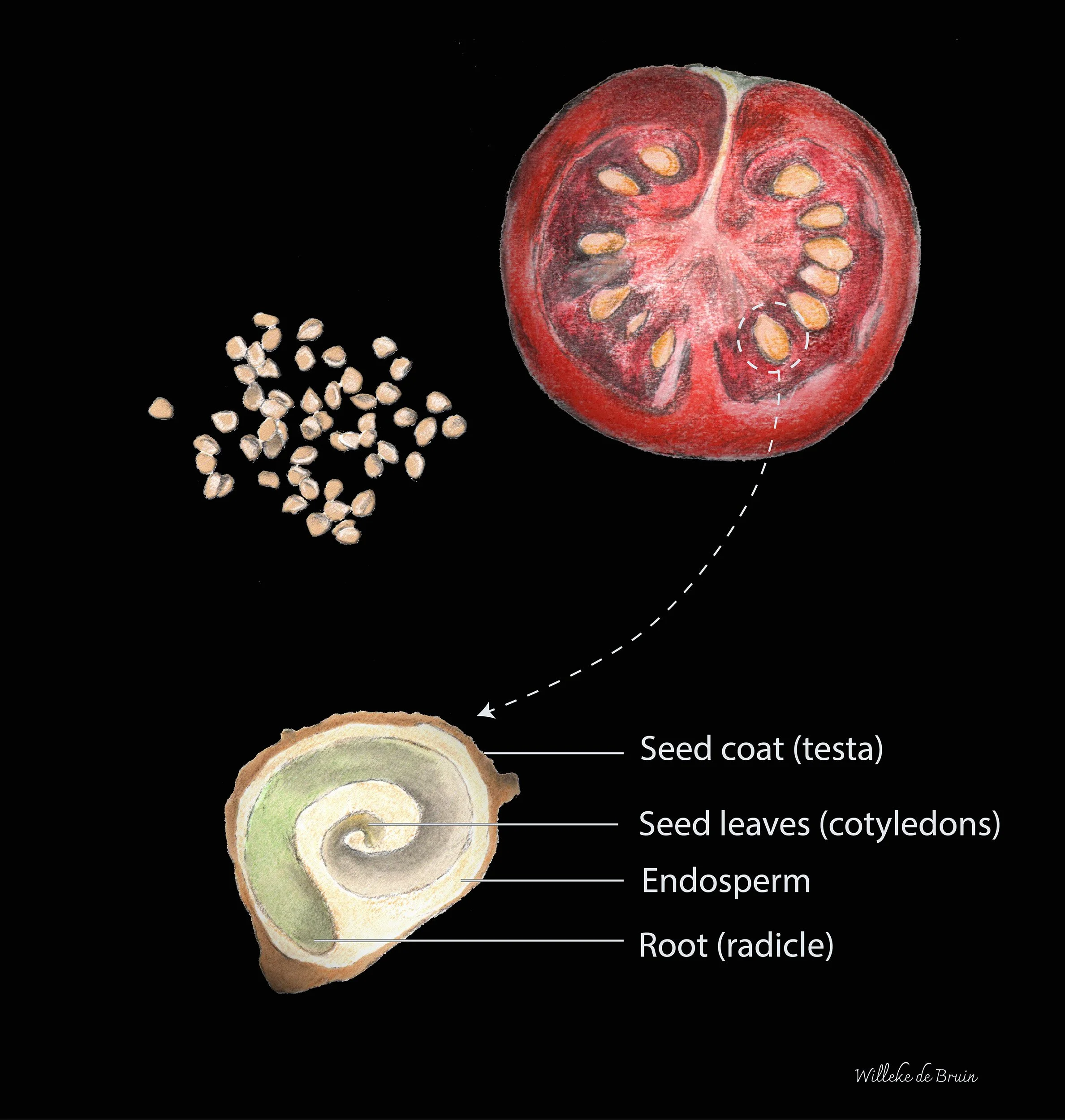 Cross-section of a tomato showing seed coat, seed leaves, endosperm and root at the bottom, with seeds outside the fruit.