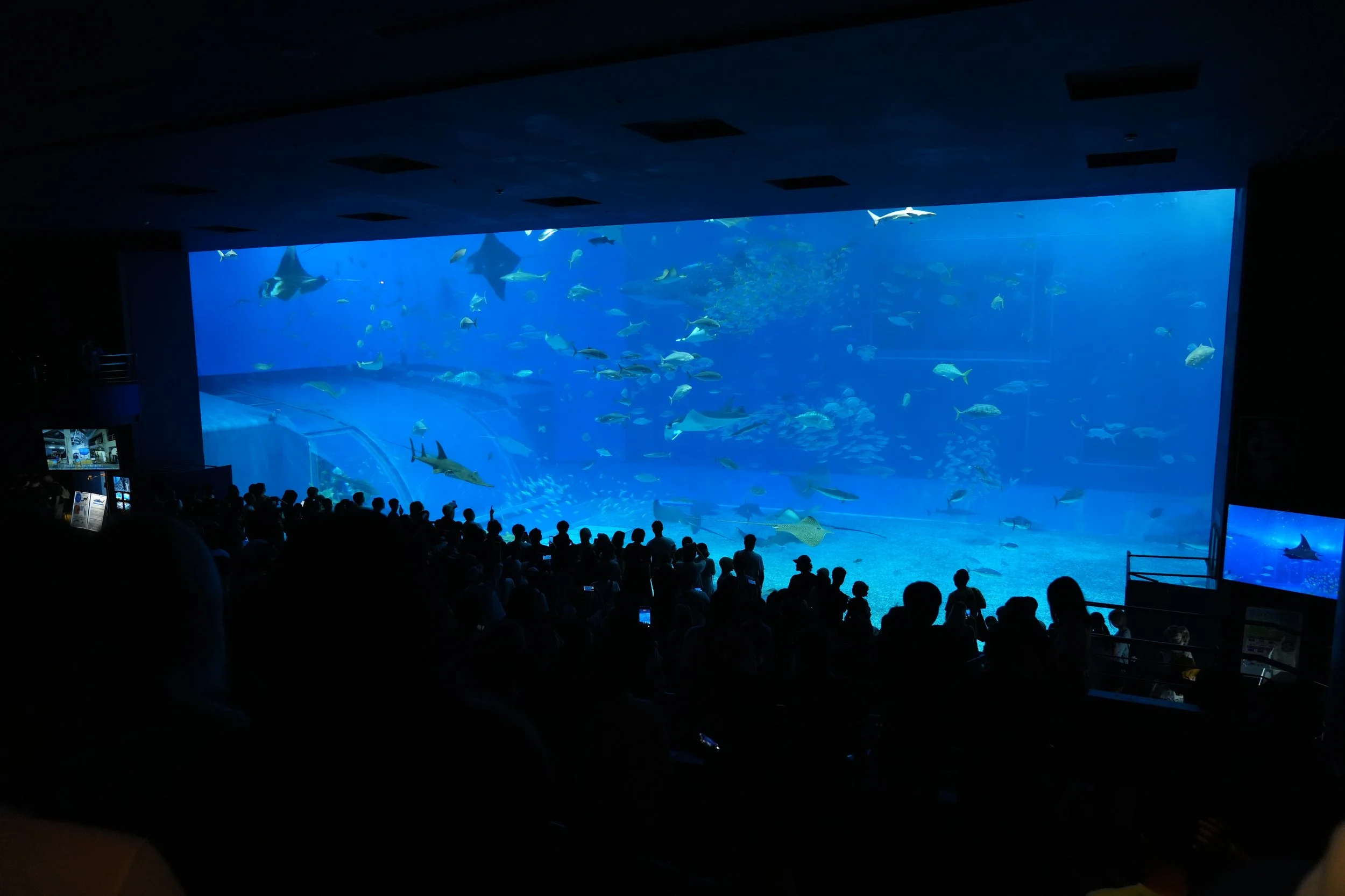 People observing sea creatures through a large aquarium tank at an aquatic exhibit.