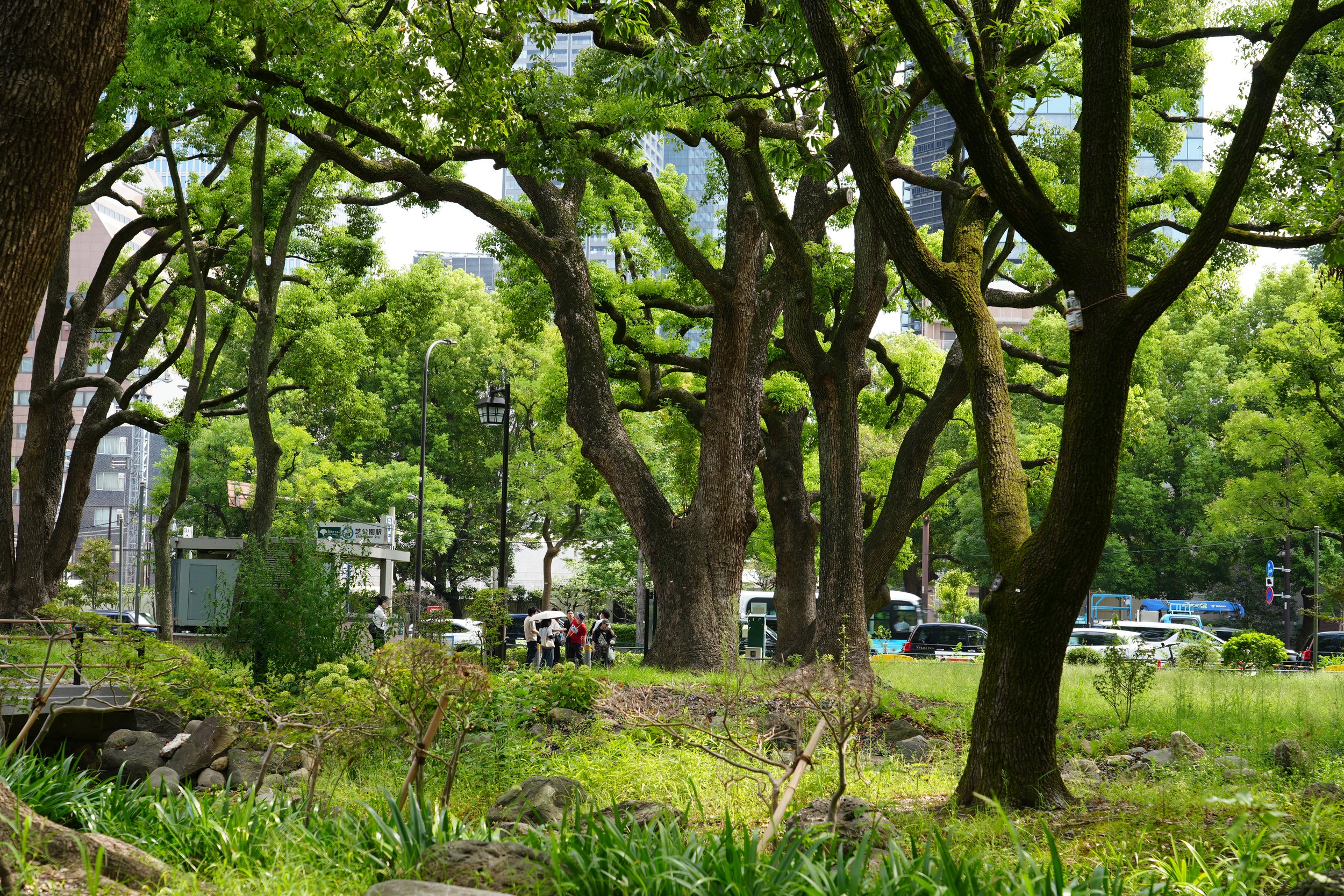 A park with large green trees and a group of people walking on a sidewalk, with modern buildings and parked cars in the background.