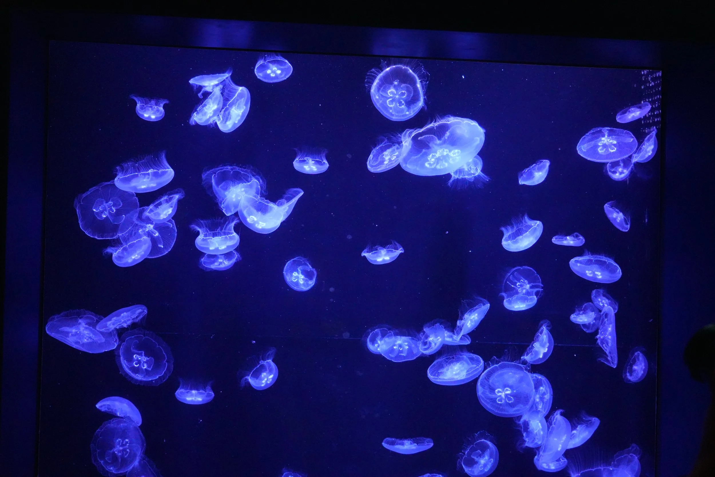 A display of glowing blue jellyfish swimming in darkness.