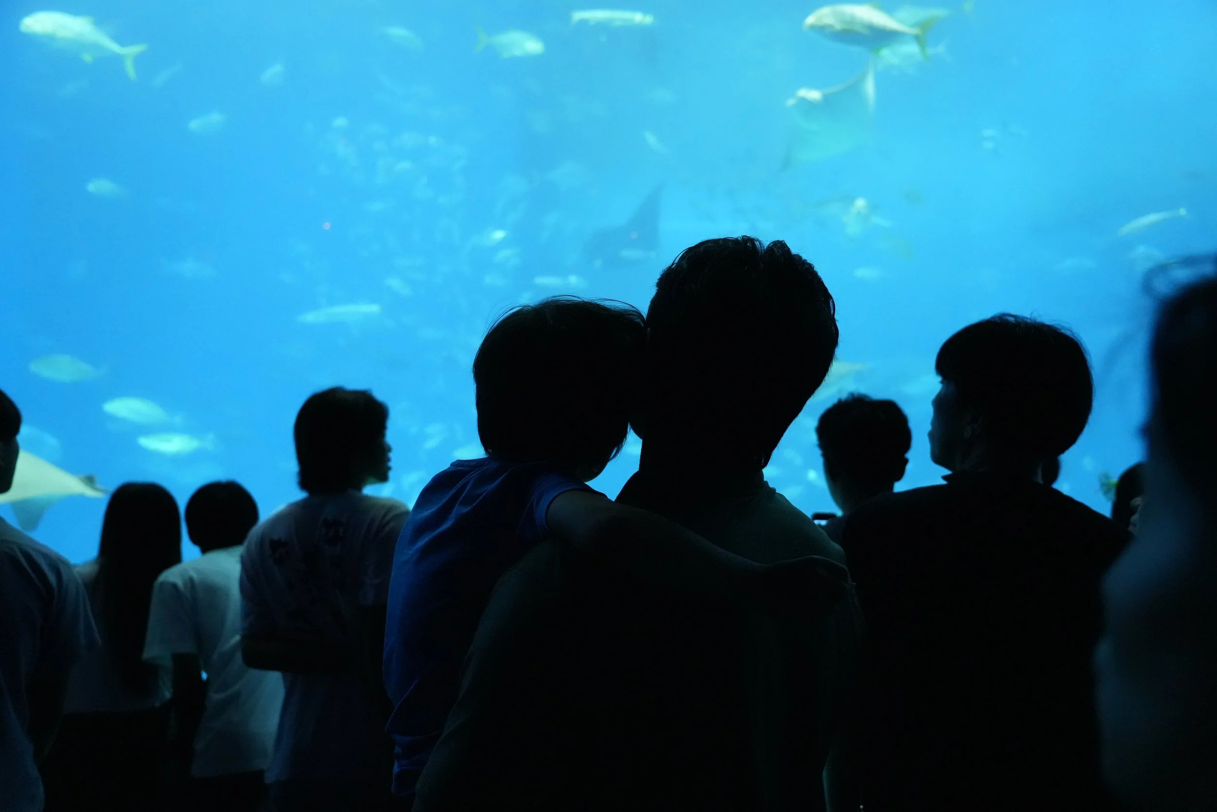 People observing marine life at an aquarium, with large fish swimming in a blue tank behind them.