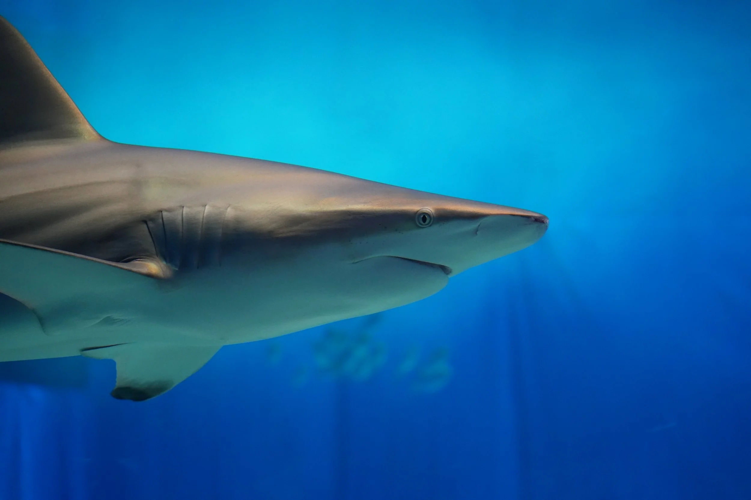 A close-up underwater shot of a shark swimming, with a blue ocean background.
