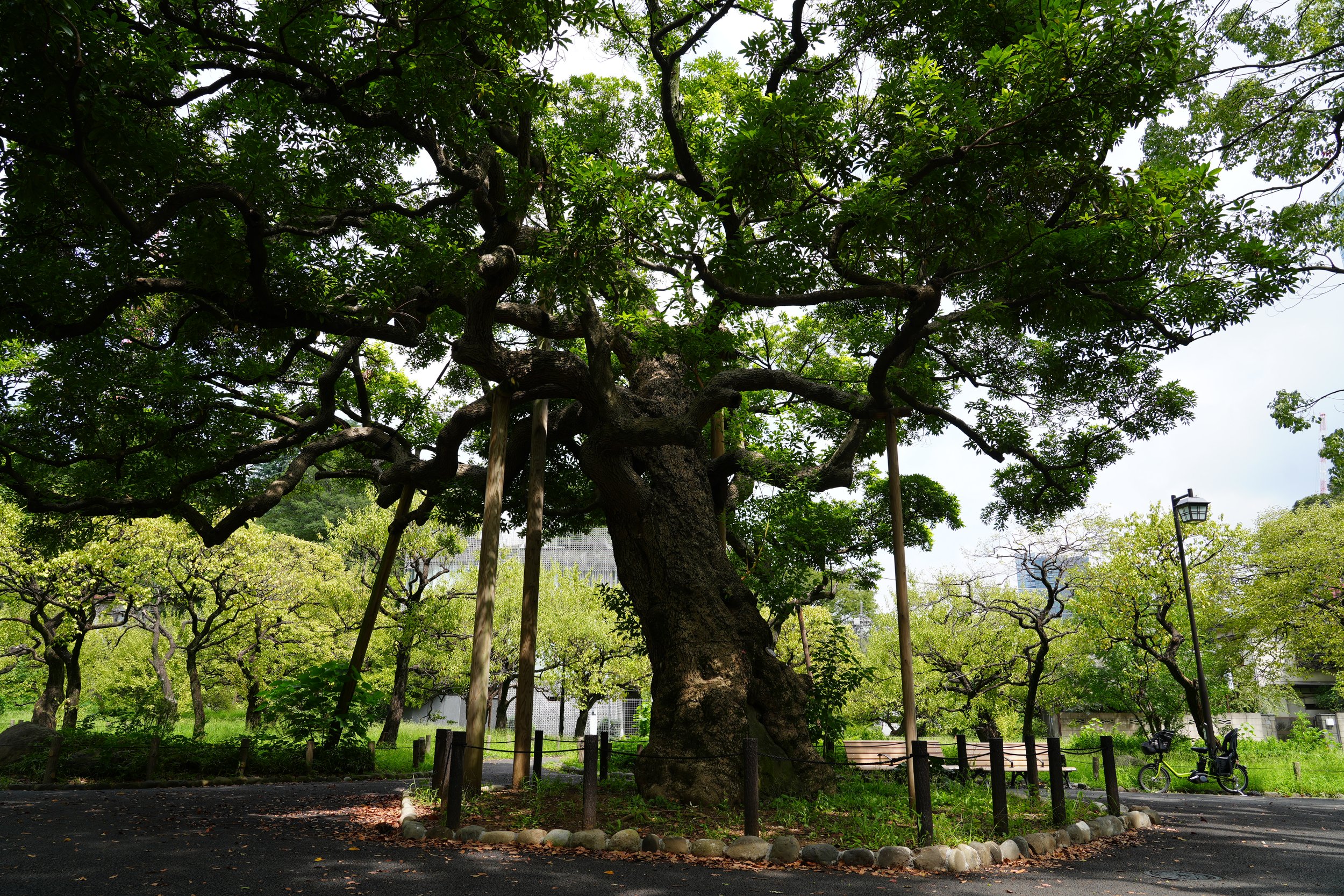 A large tree in a park with lush green leaves and twisted branches, surrounded by a small fence and a paved path, with benches and a bicycle nearby, under a partly cloudy sky.