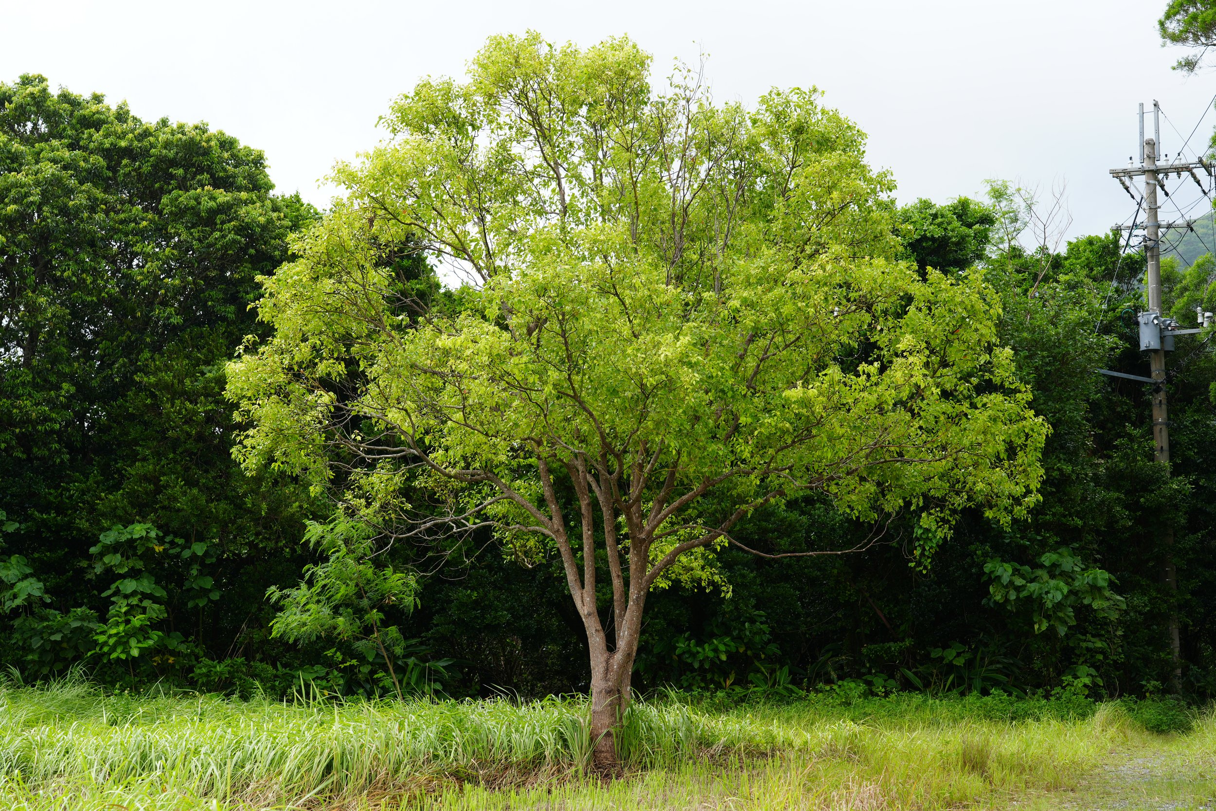 A young tree with green leaves standing in front of dense green foliage, with a grassy area at the base and overhead power lines on the right side of the image.