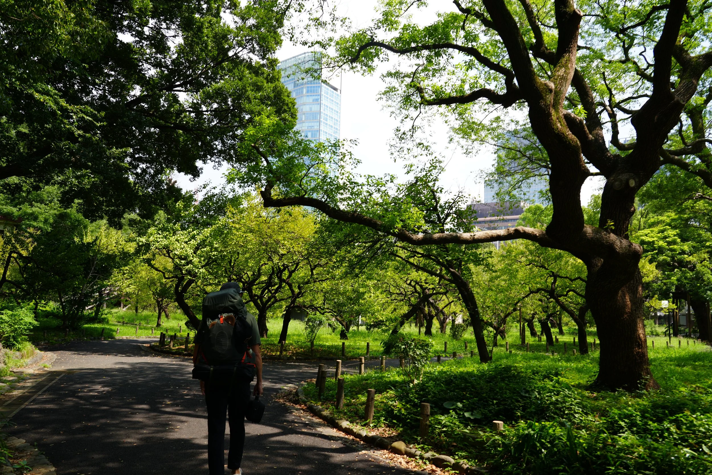 A person with a backpack walking on a paved pathway through a lush, green park with large trees and tall buildings in the background.