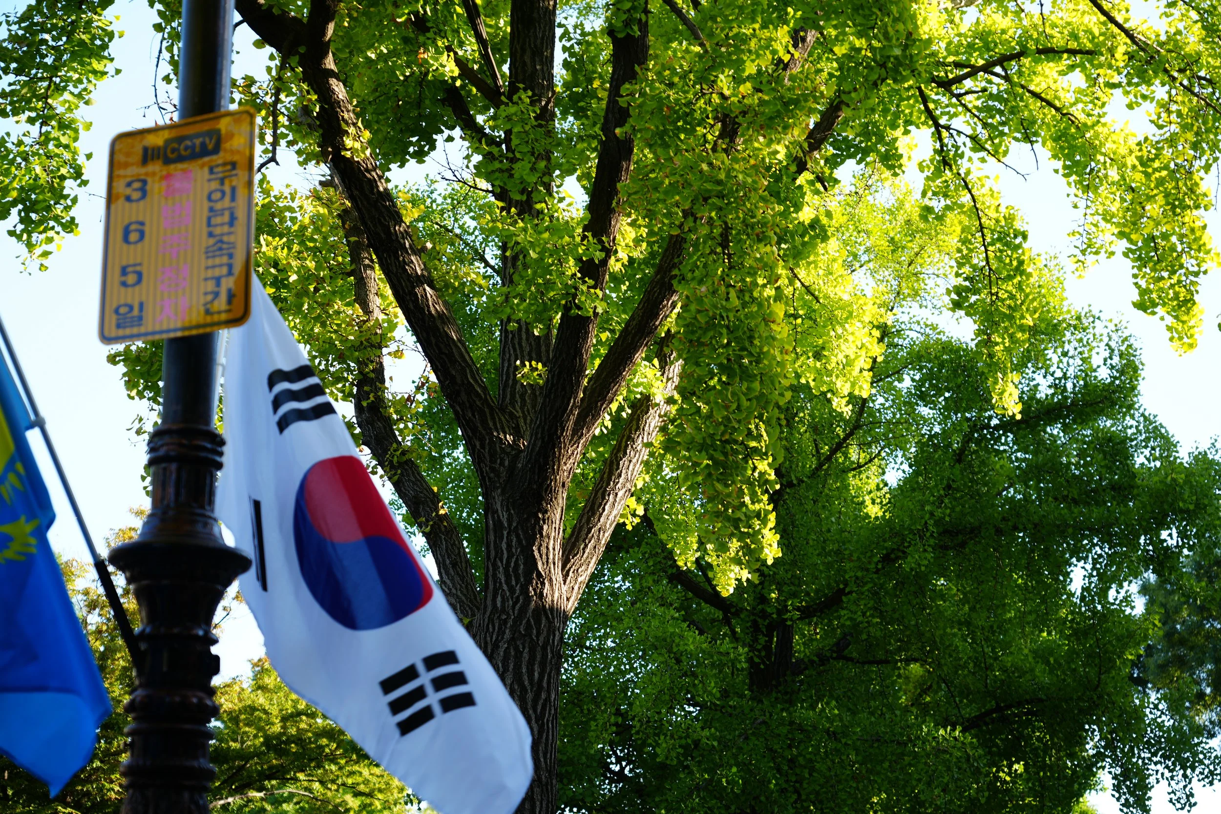 A tree with bright green leaves under a clear blue sky, with flags, including a South Korean flag, hanging from a black metal post with a yellow sign attached.