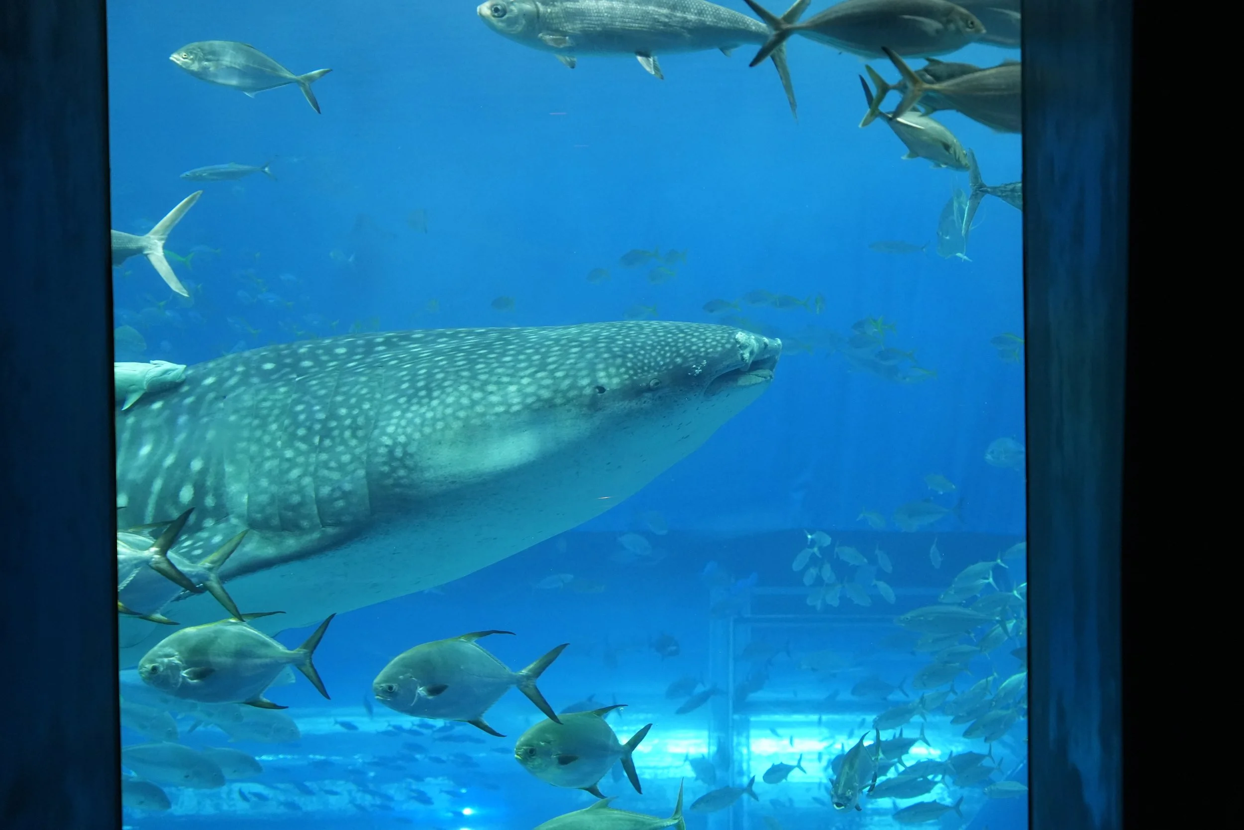 Large fish with spotted pattern swimming in an aquarium, surrounded by smaller fish.