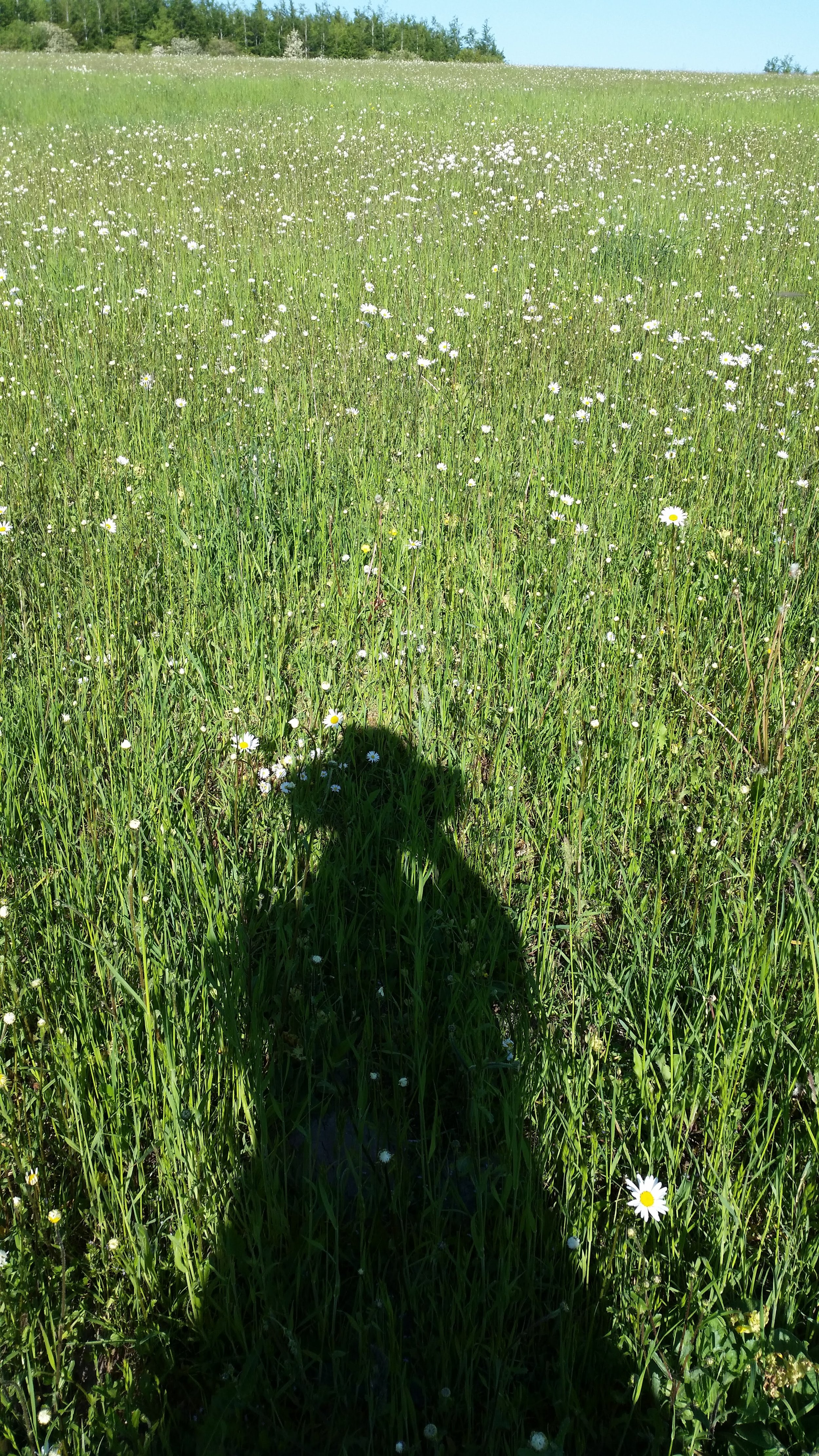A green meadow filled with white daisies on a sunny day with a clear blue sky and trees in the background; and the shadow of a person in the foreground.
