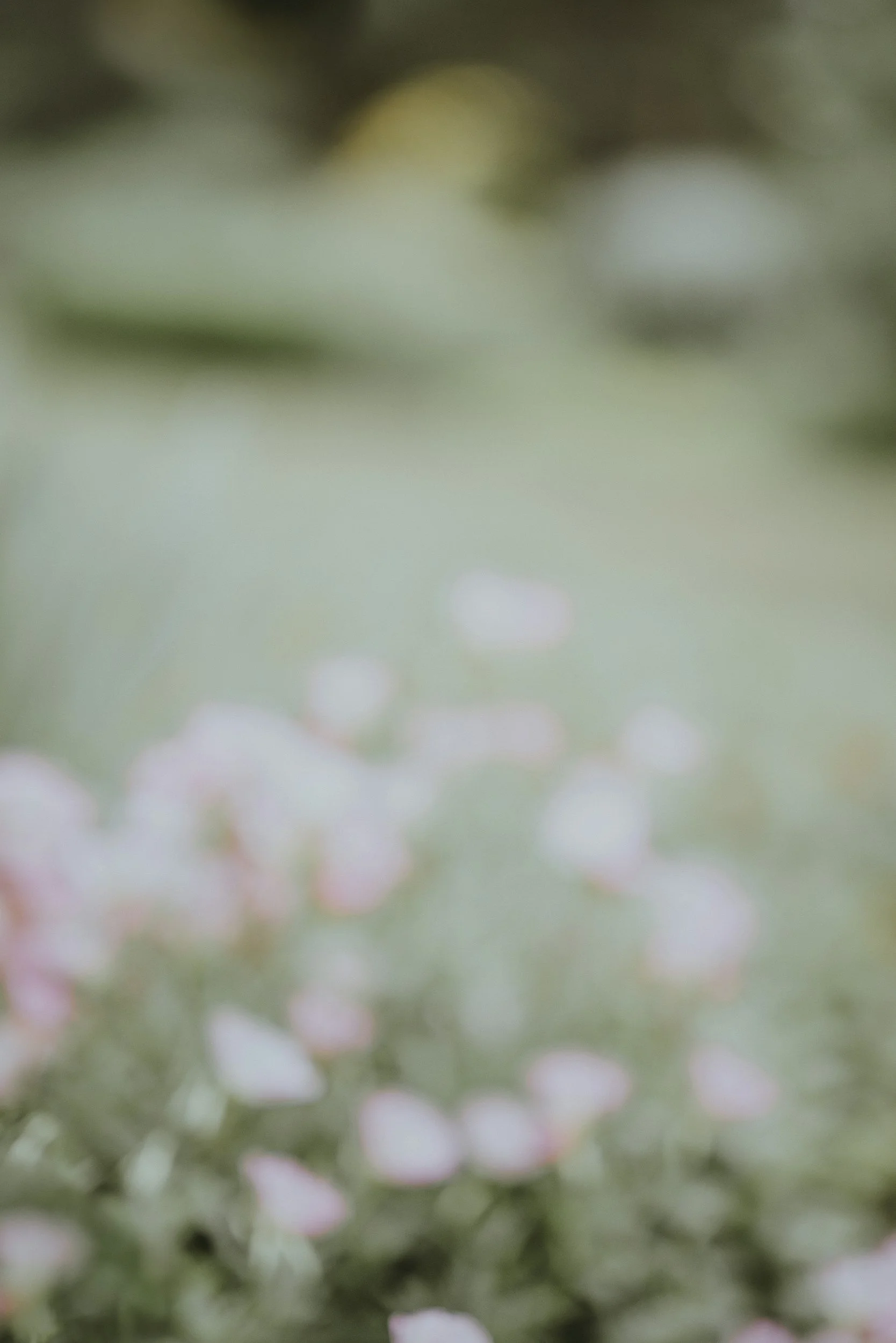 Close-up photograph of pink cherry blossoms on a tree with a blurred background.