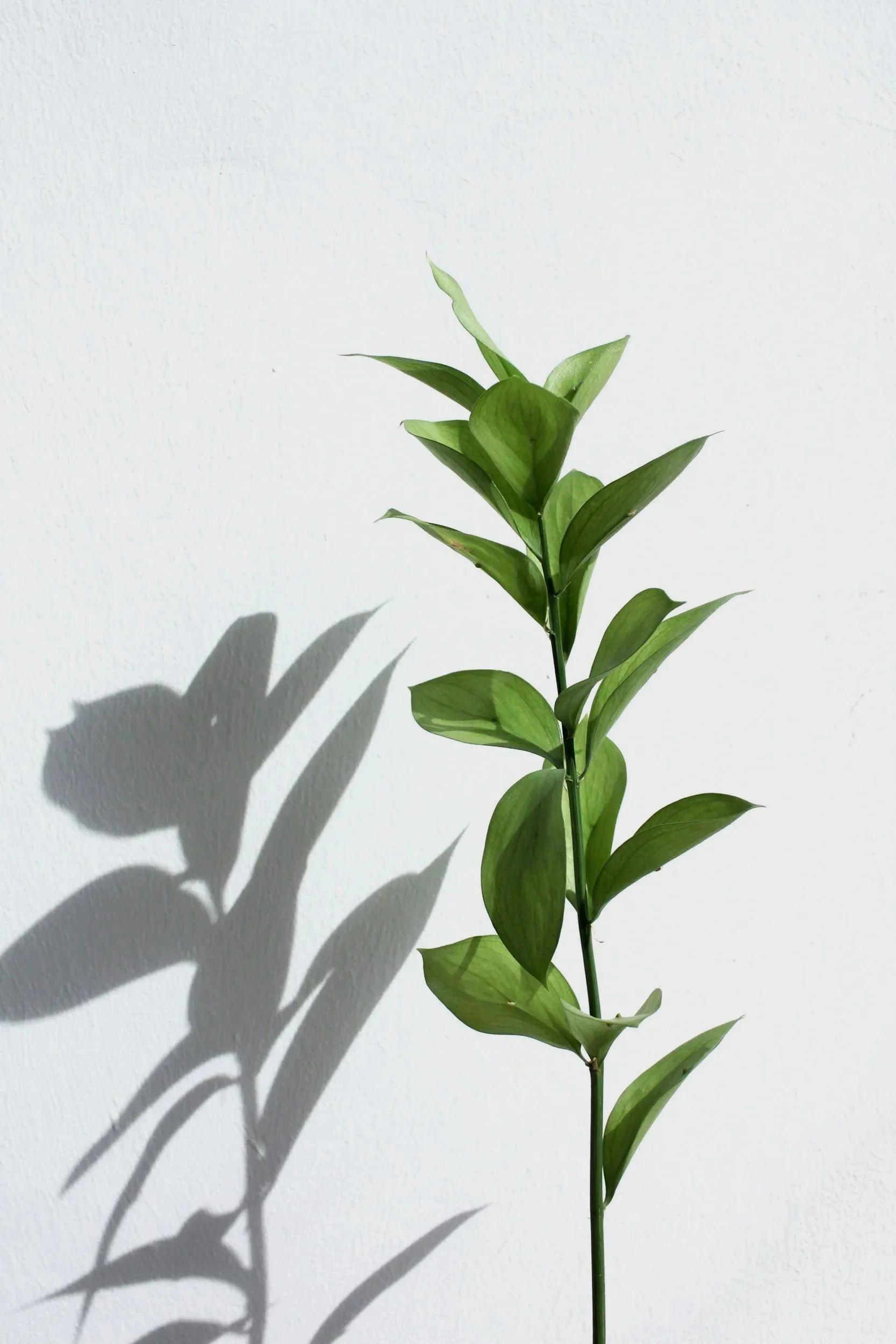 A green leafy plant casting a shadow on a white wall.