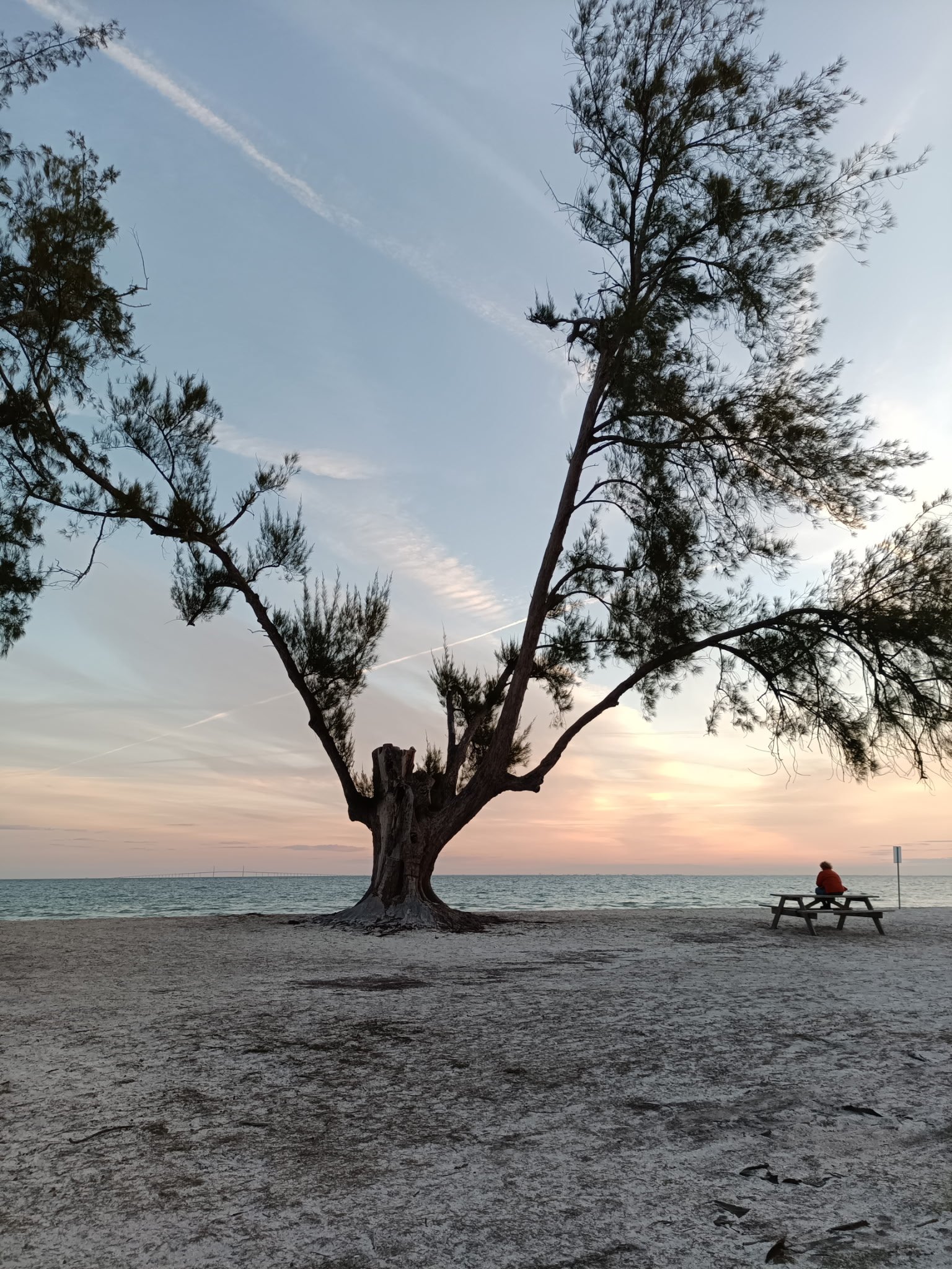 A sunset image over the water with a tree in the forground and a woman sitting on a bench