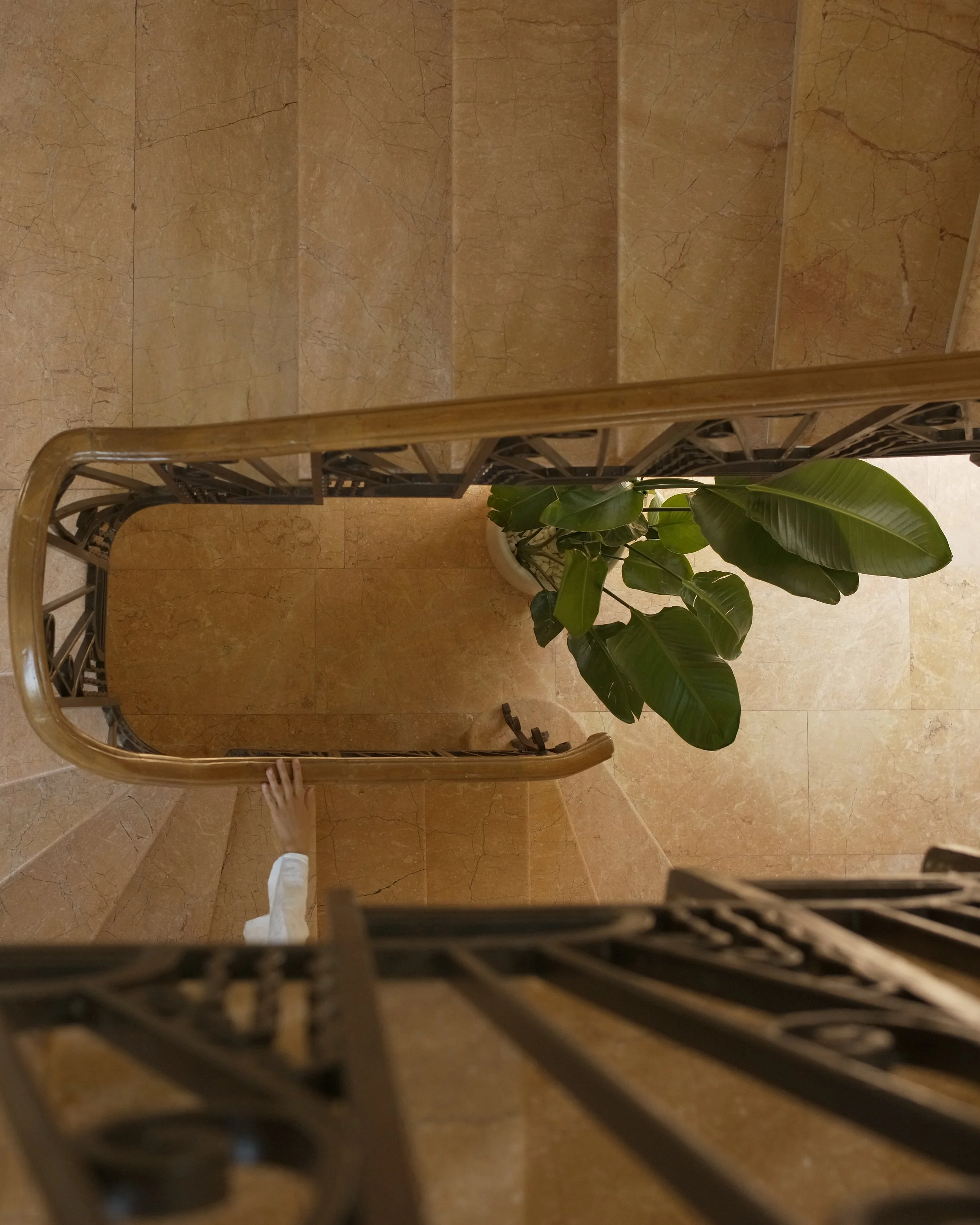 Looking down a staircase from the top, with a potted plant with large green leaves at the bottom and a hand at the bottom left corner.