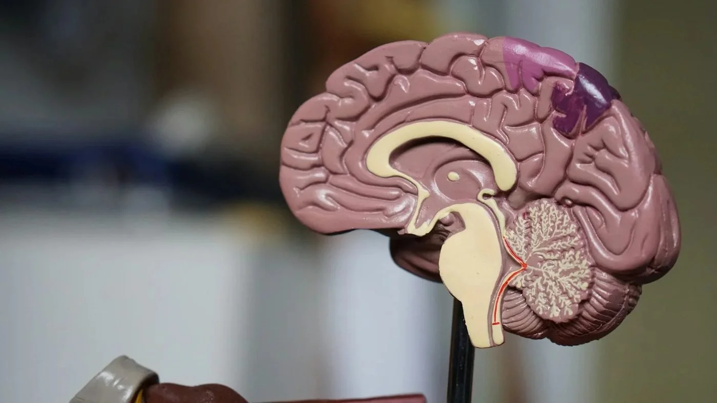 Strength Training and Dementia Risk: Why Muscle Matters for Brain Health