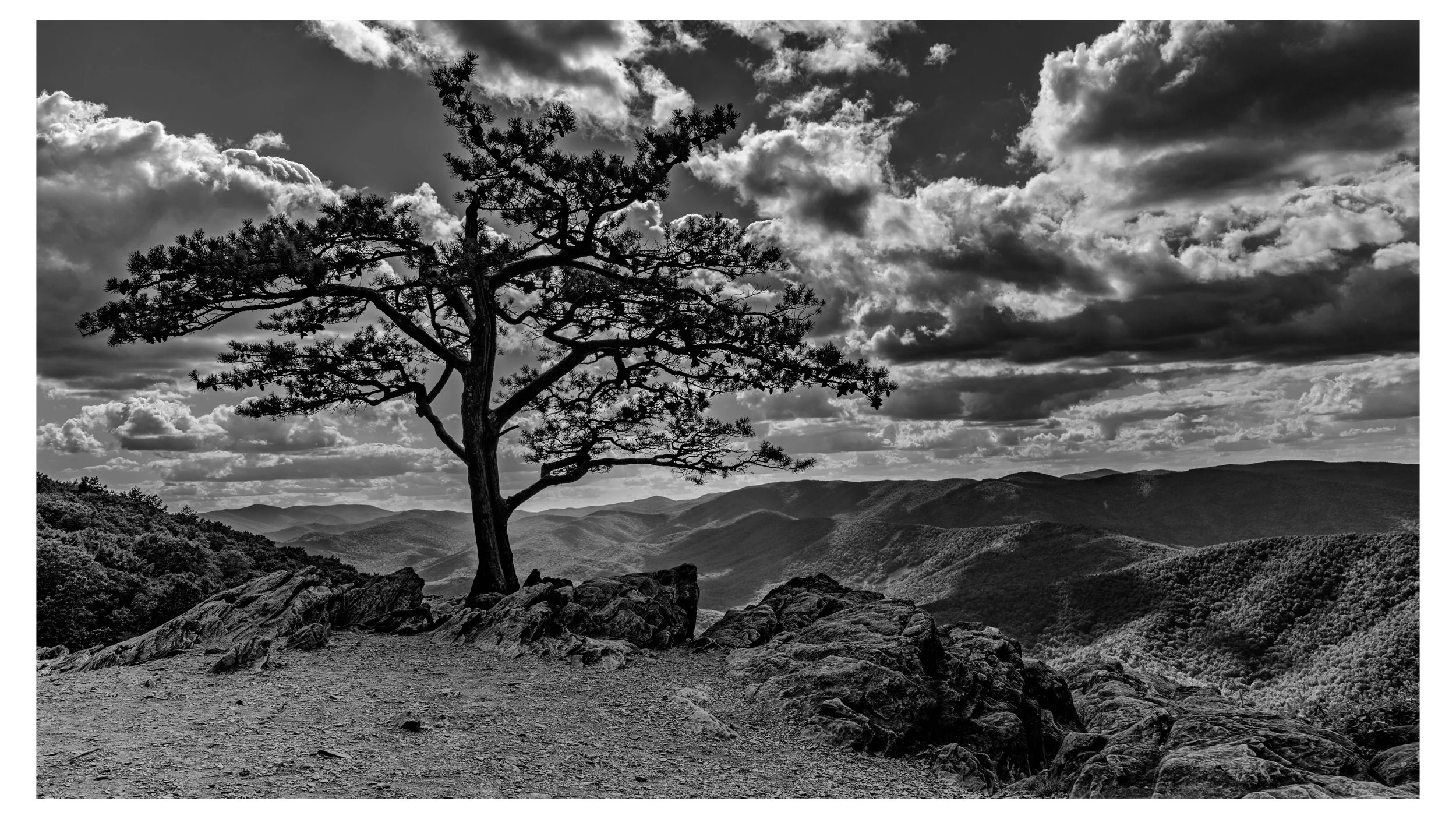 Ravens Roost on the Blue Ridge Parkway in Virginia- a lone tree on rocky terrain overlooking the Blue Ridge Mountains with a dramatic sky with clouds in black and white.