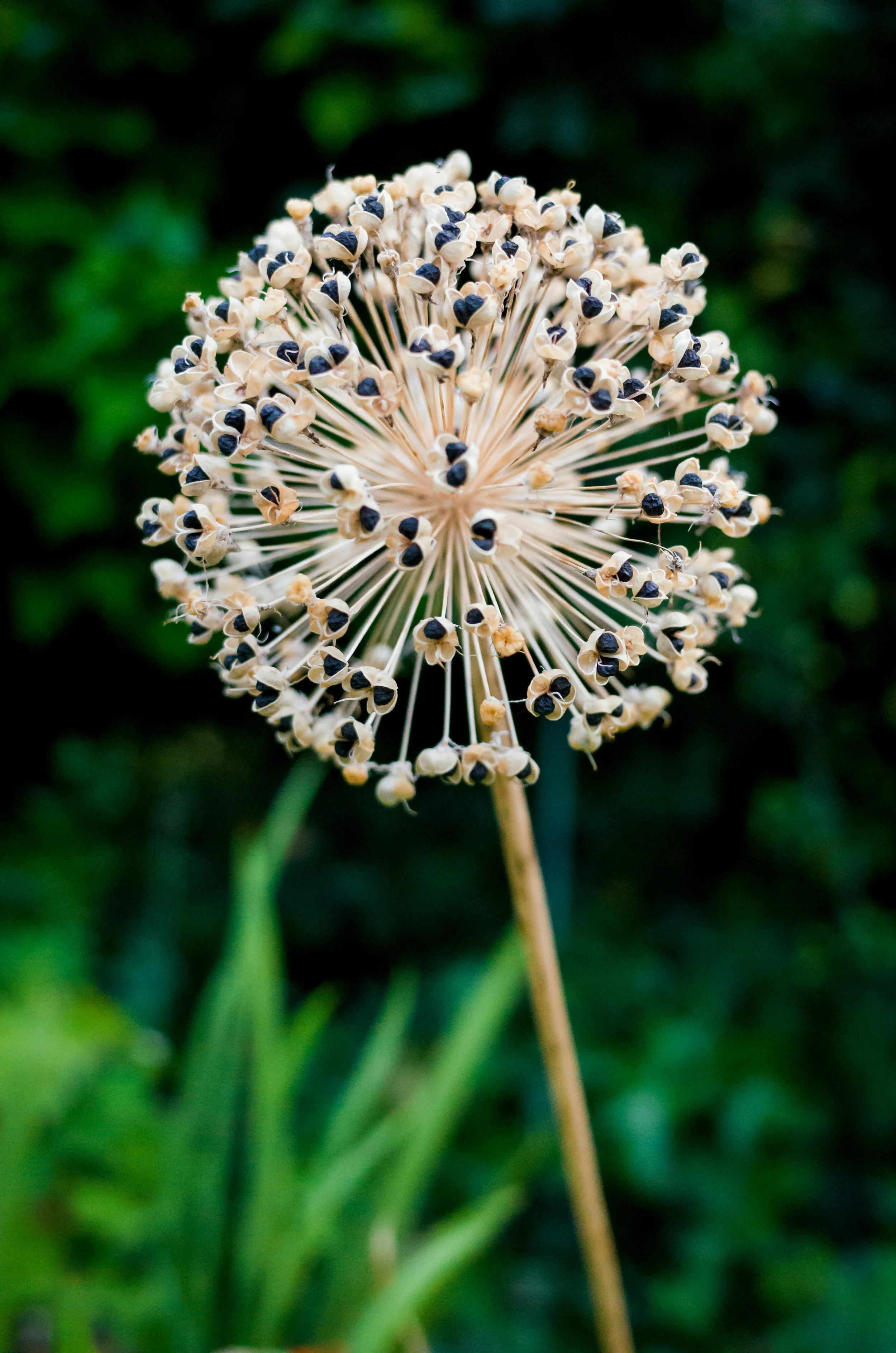 Close-up of a spherical Allium flower head with tiny black seeds or pollen on cream-colored florets, against a blurred green background.
