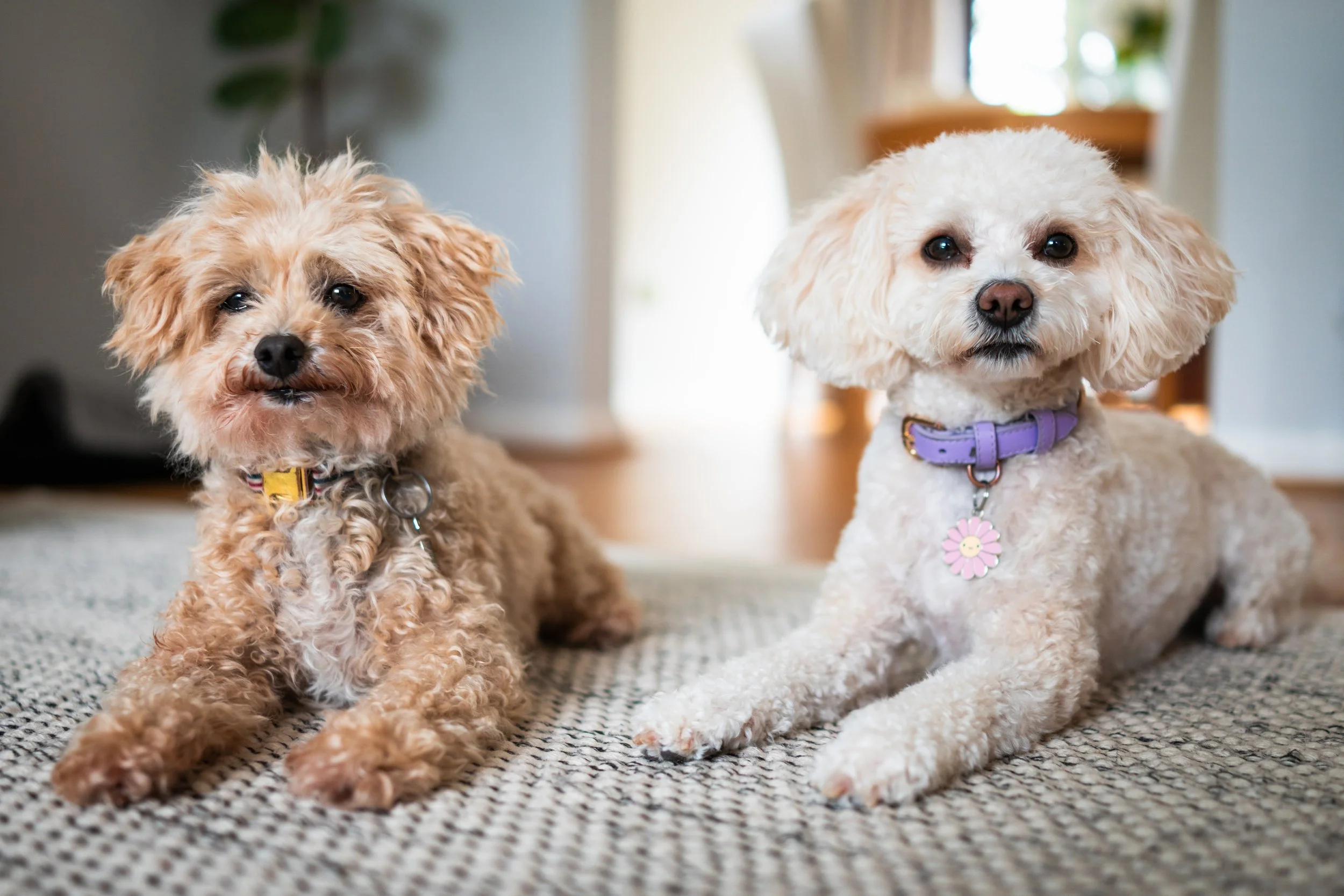 Two small dogs, one with curly, light brown fur and the other with cream-colored fur, sitting on a beige woven rug in a home interior. The dog on the right has a purple collar with a pink flower tag, and the dog on the left has a yellow collar.