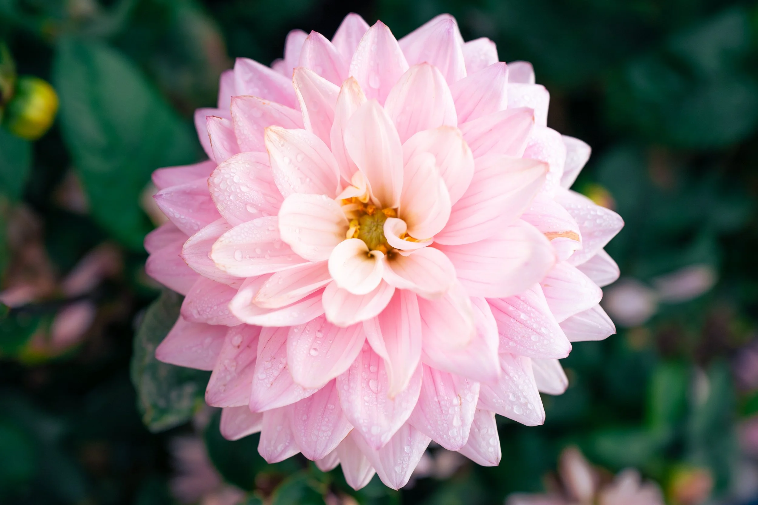 Close-up of a pink dahlia flower with dewdrops on its petals.