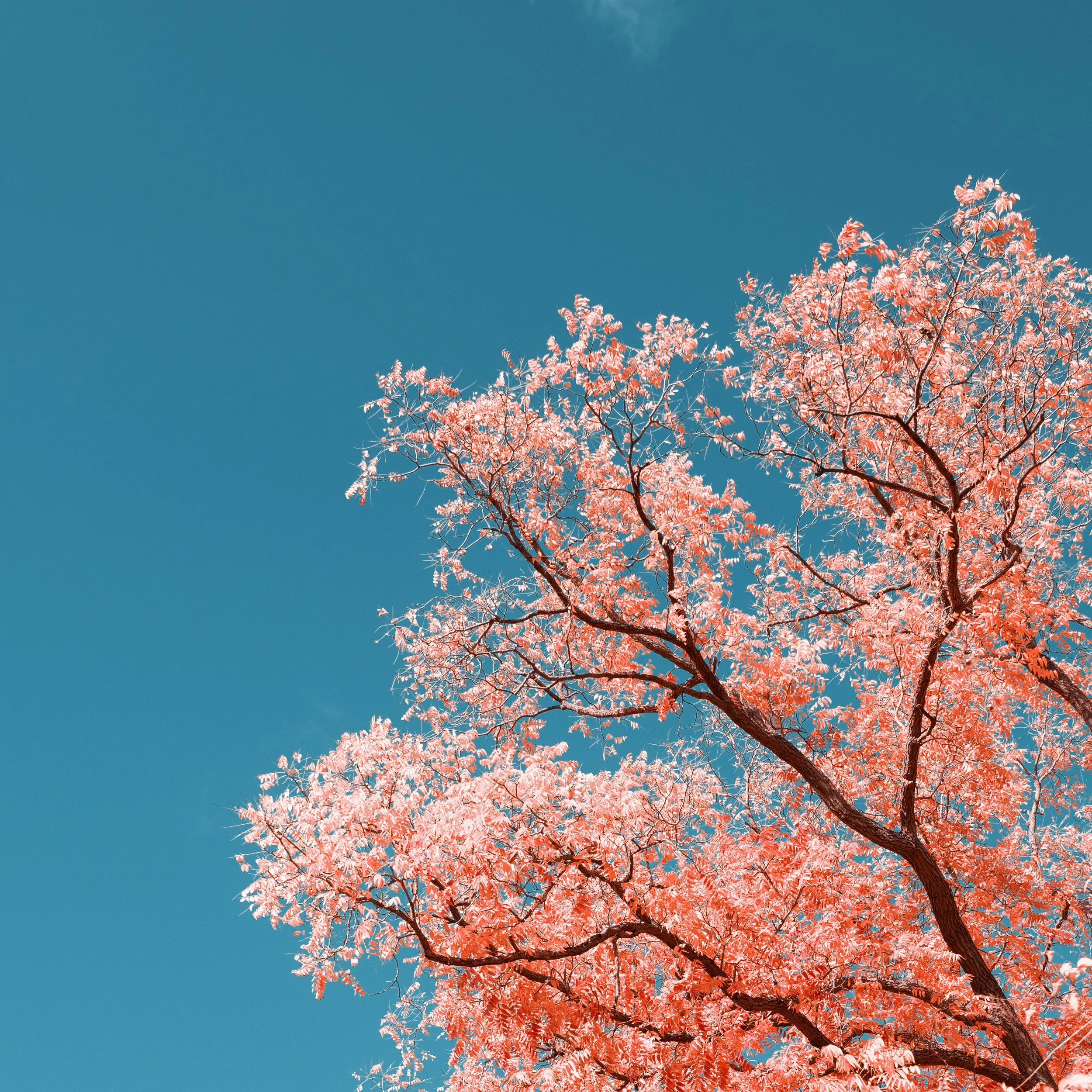 Tree with pink leaves against a clear blue sky.