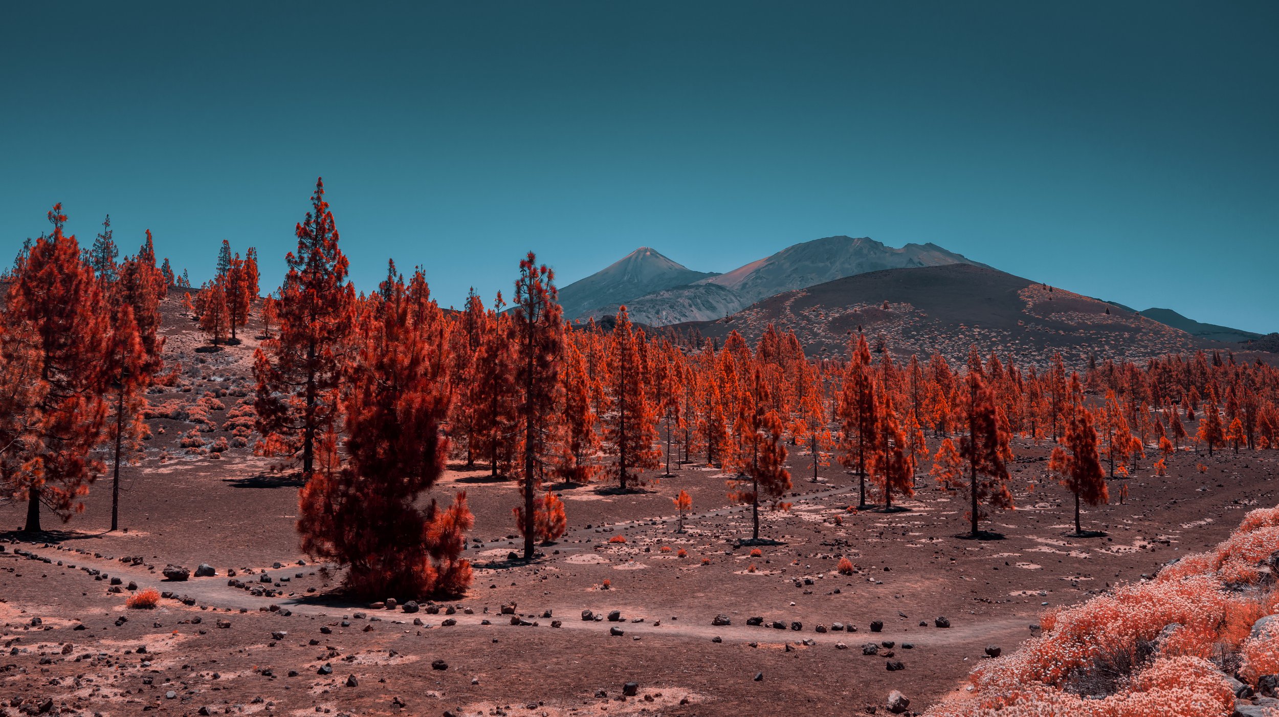 TenerifeJul2019-3.jpg