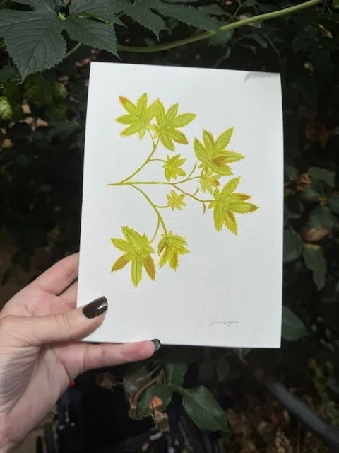 Japanese Maple by Sermeyea Wilis