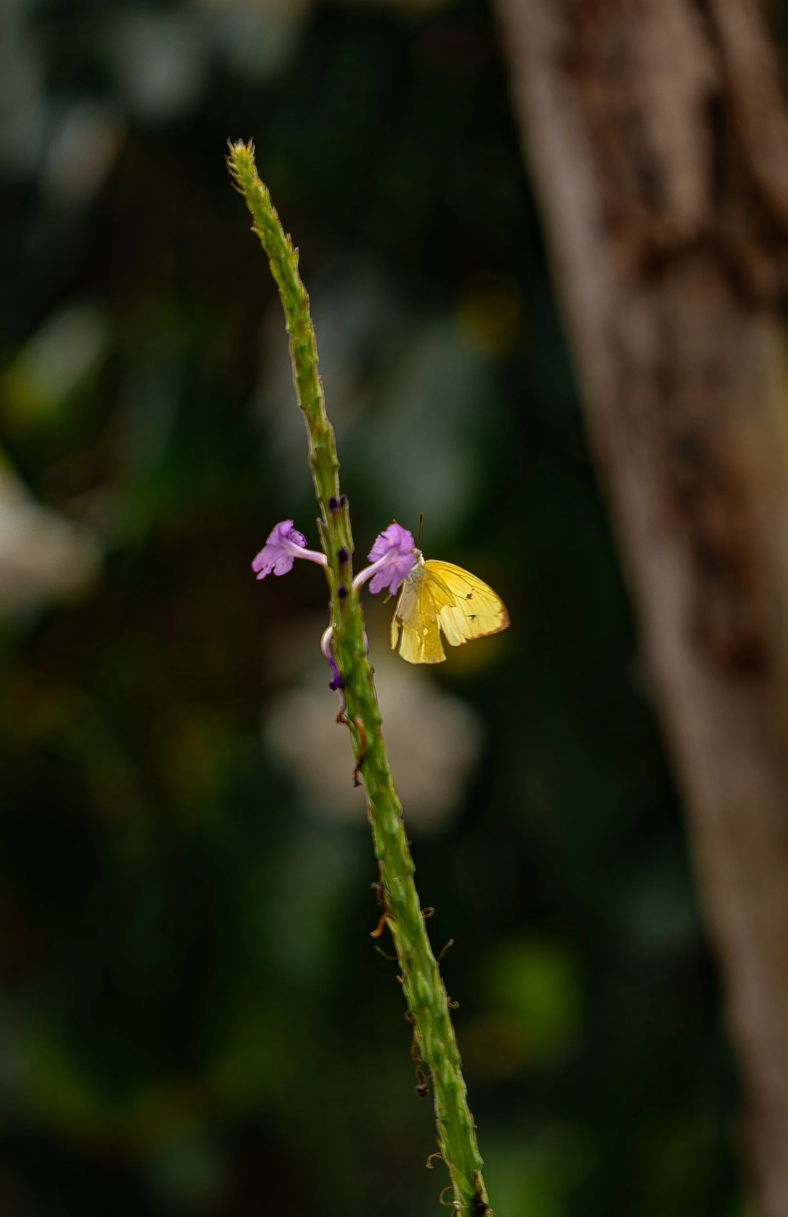 BotanicalGardenPV1-22.jpg
