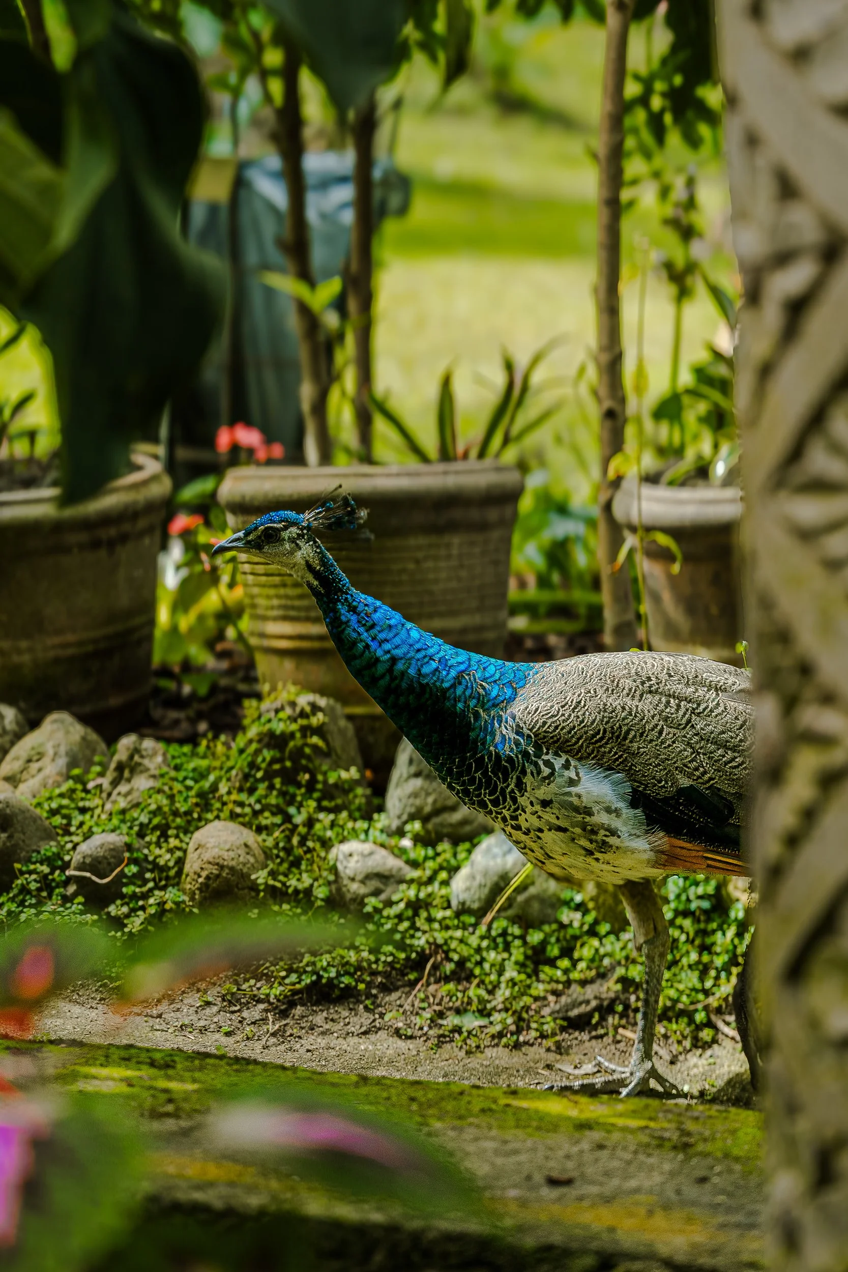 BotanicalGardenPV1-5.jpg