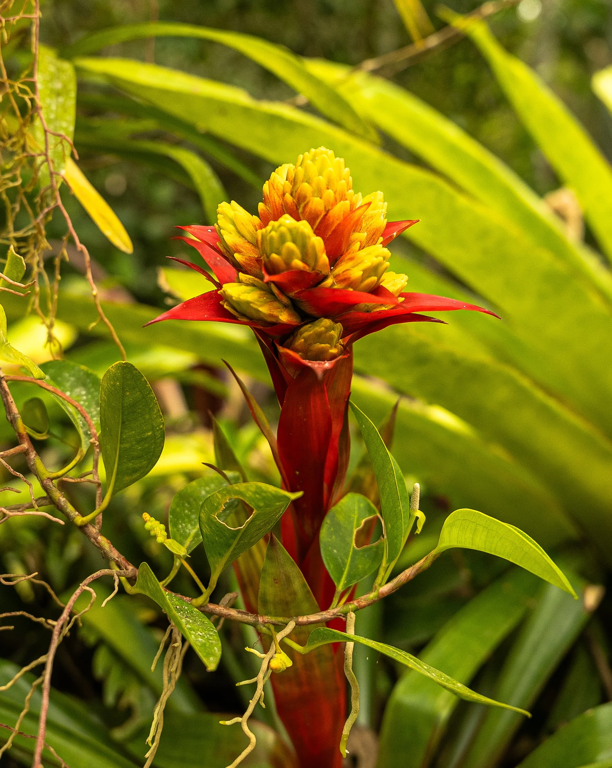 BotanicalGardenPV1.jpg