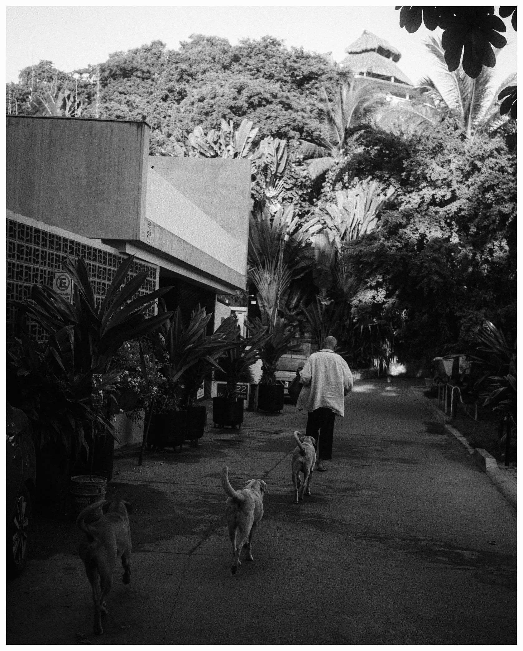 A man walking dogs on a sidewalk lined with lush trees and plants, with buildings and trees in the background.