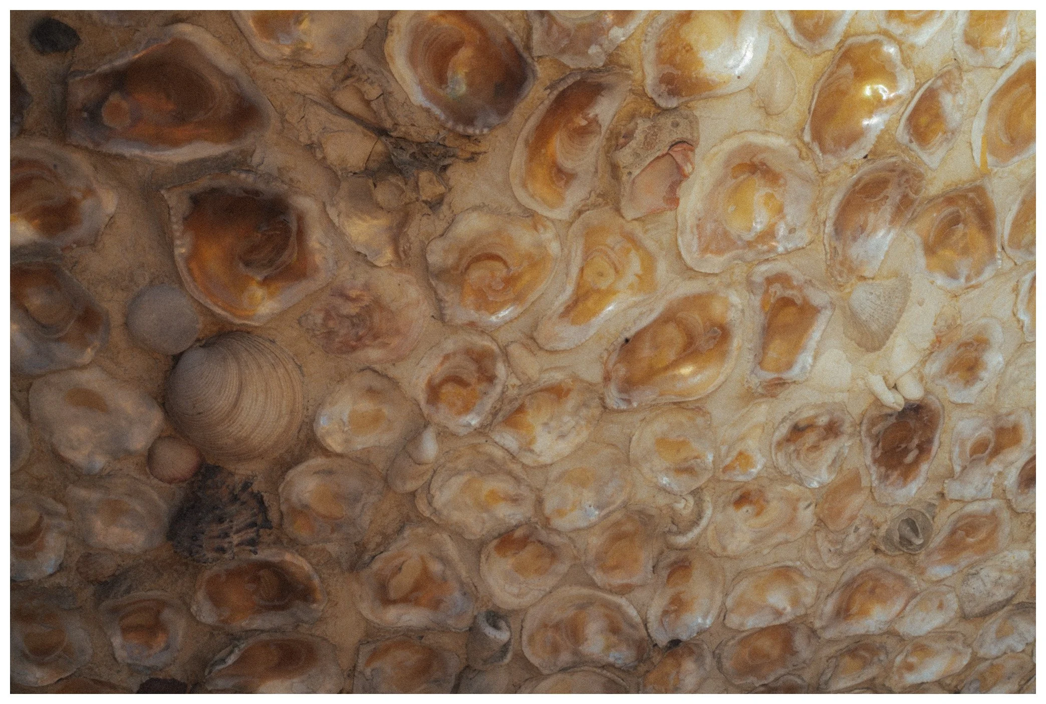 Close-up of a rock surface with numerous small, rounded shells embedded in it, displaying shades of beige, brown, and cream.