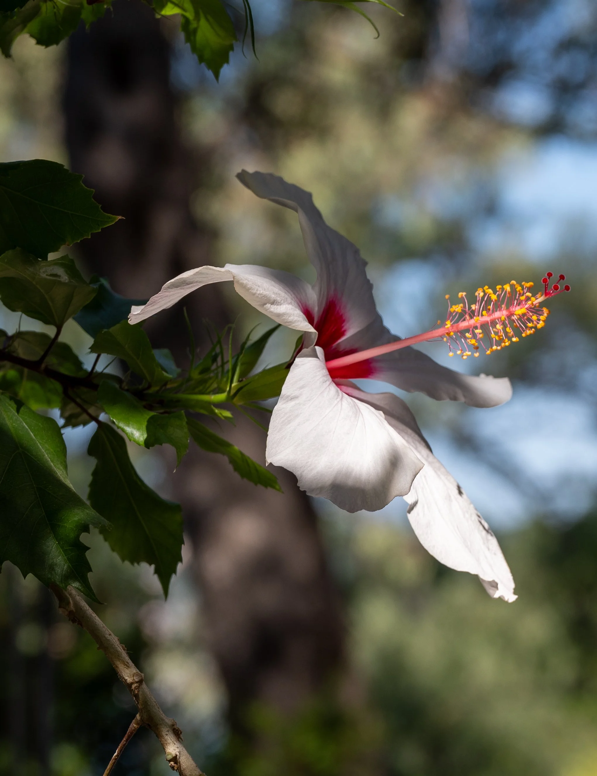 DSC_1854.jpg