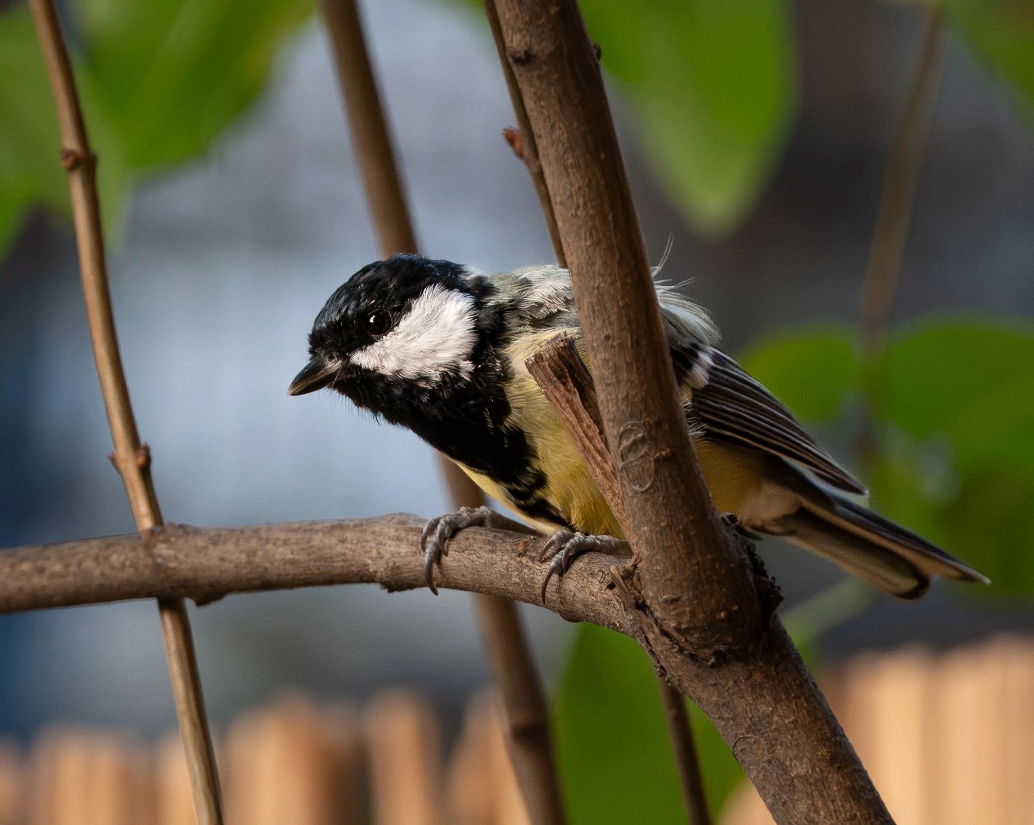 DSC_2556-2.jpg