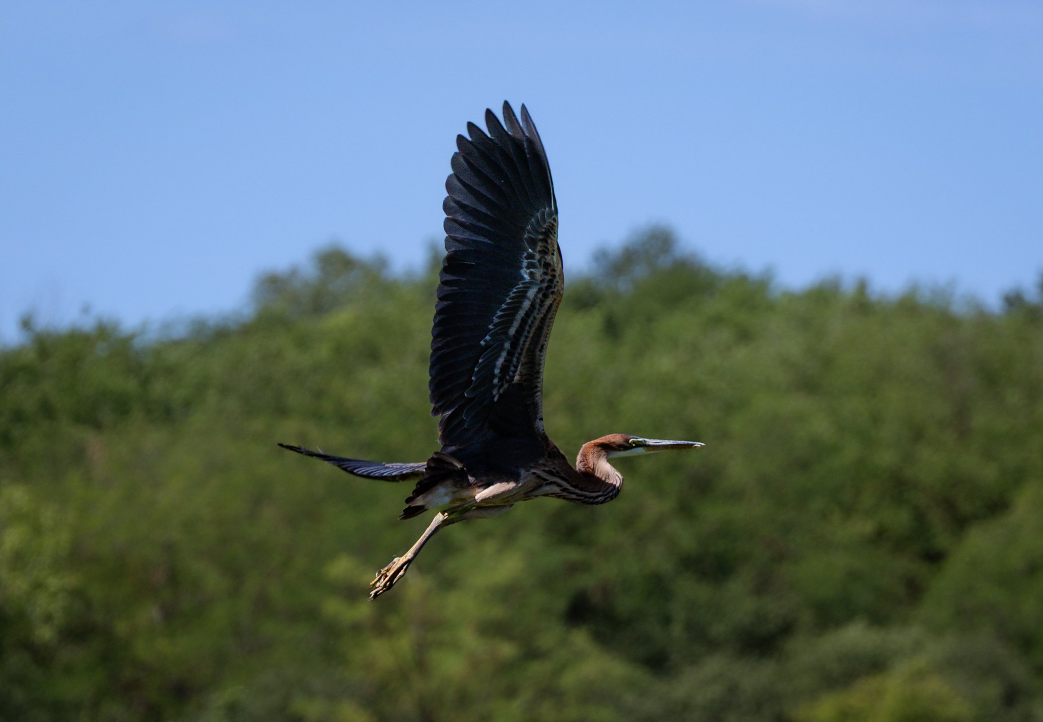 DSC_6264.jpg