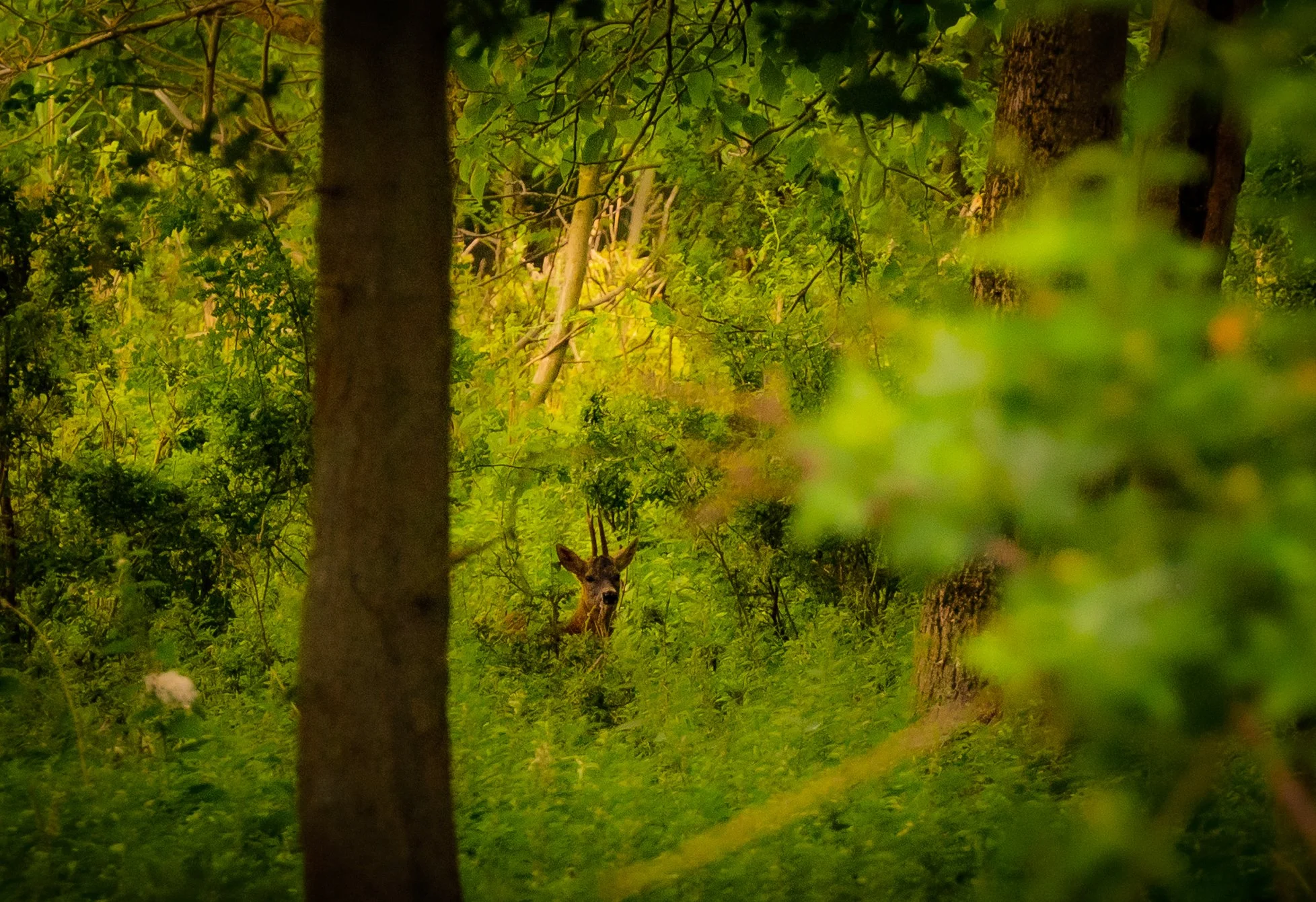 DSC_2344-3.jpg