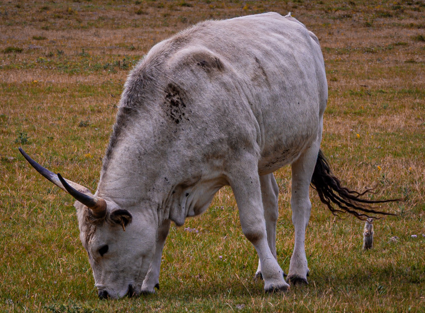 DSC_2511-2.jpg