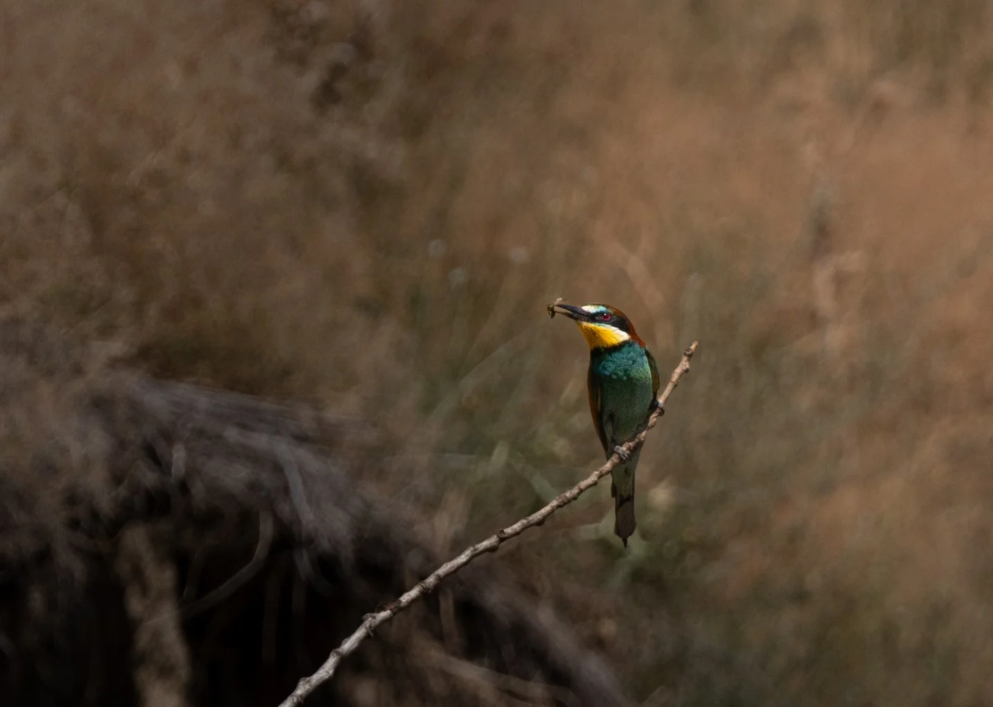 DSC_6638.jpg
