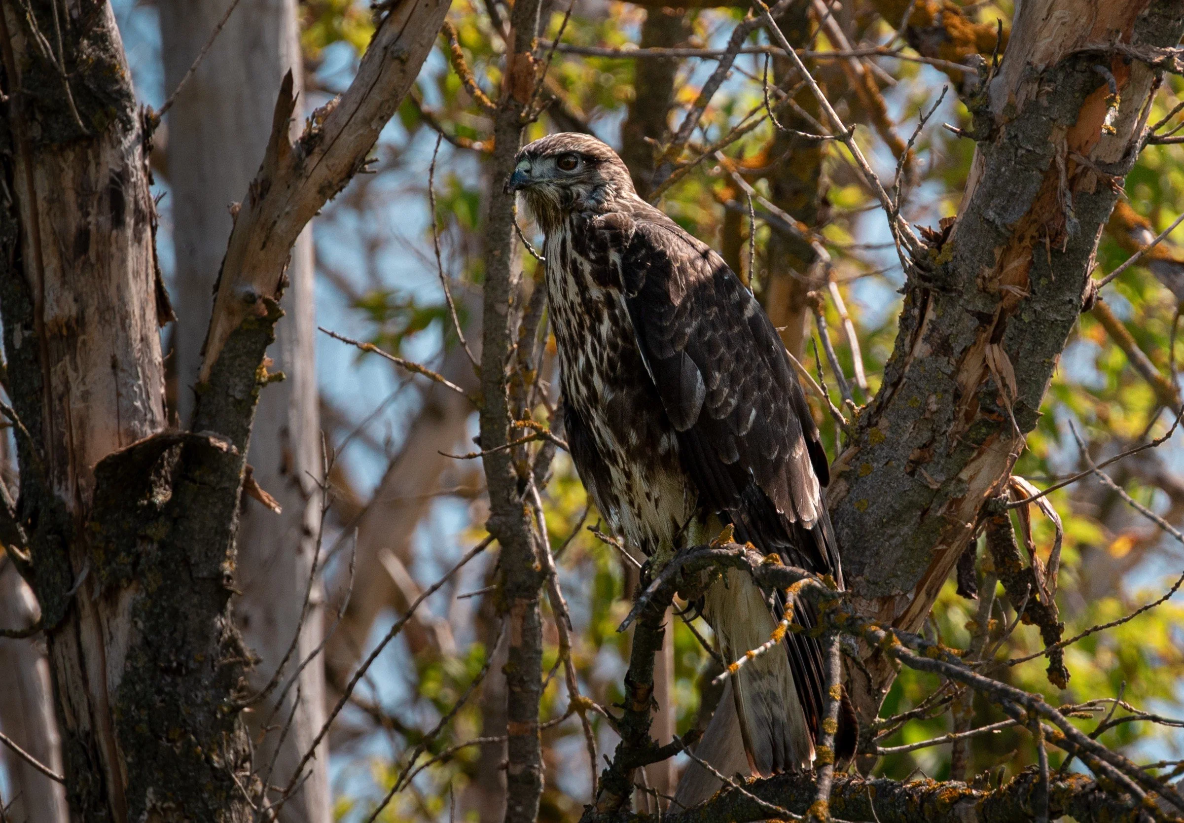 DSC_6180.jpg