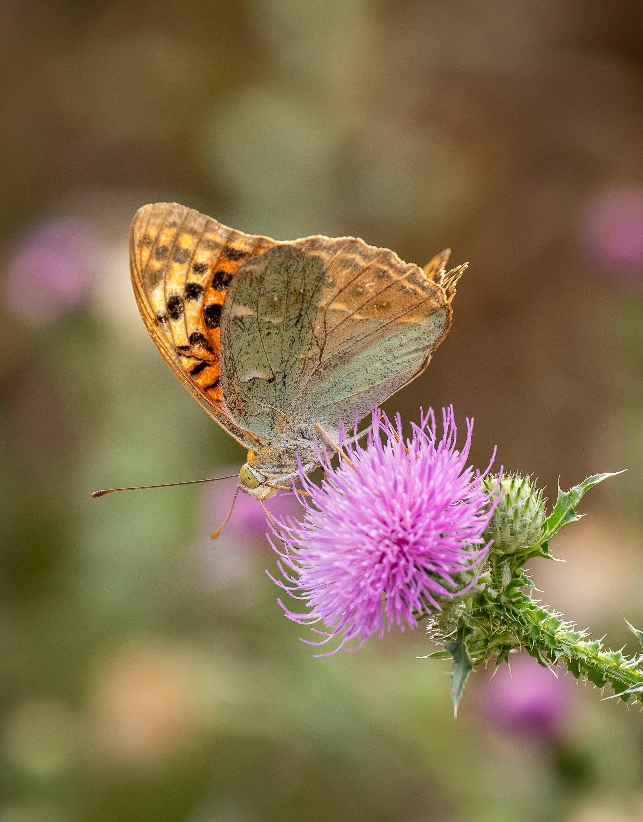 DSC_0686.jpg