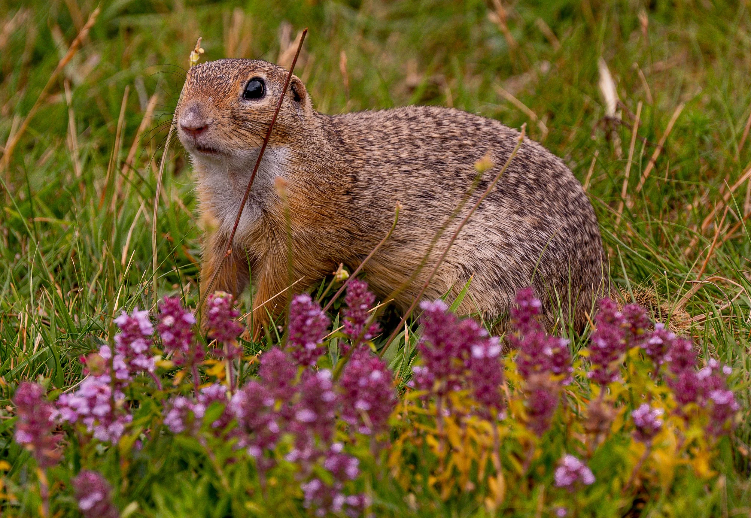 DSC_2456.jpg