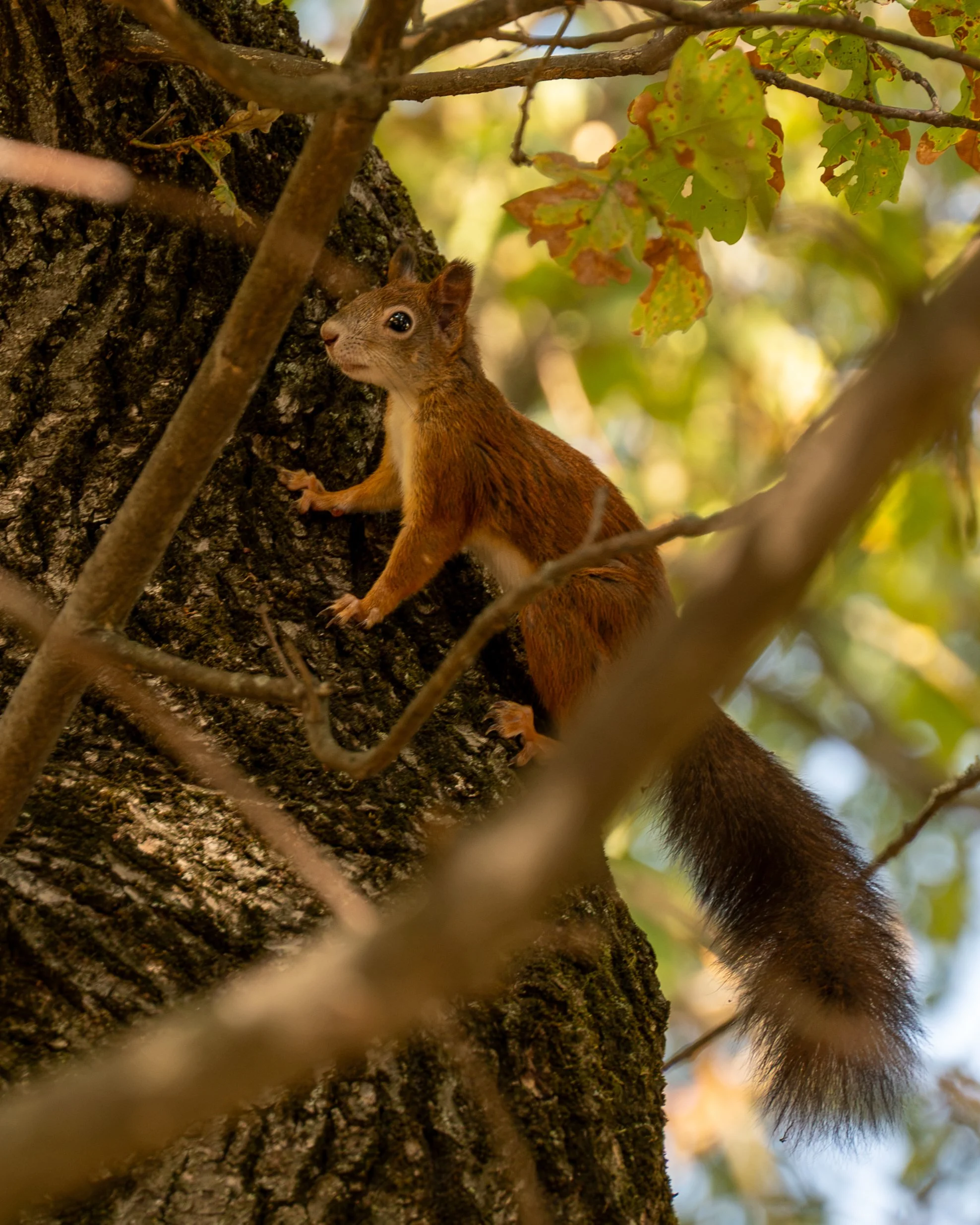 DSC_3737.jpg