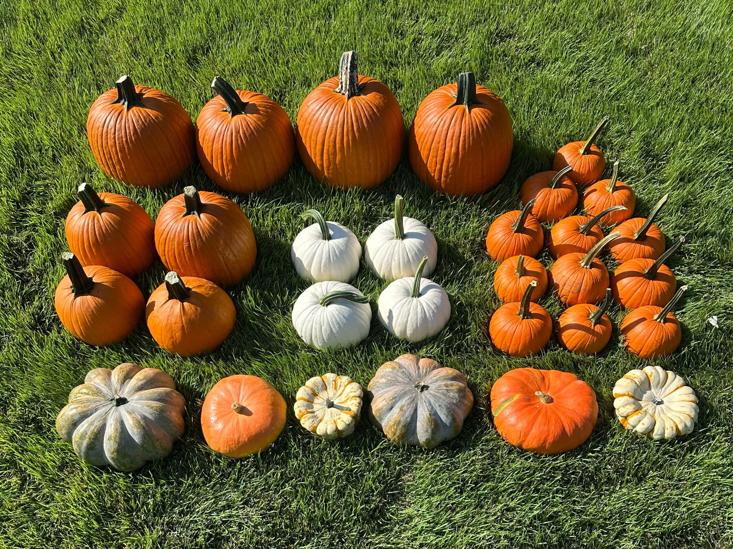 A variety of pumpkins in different sizes and colors, arranged on green grass, including orange, white, and striped varieties, during daytime.