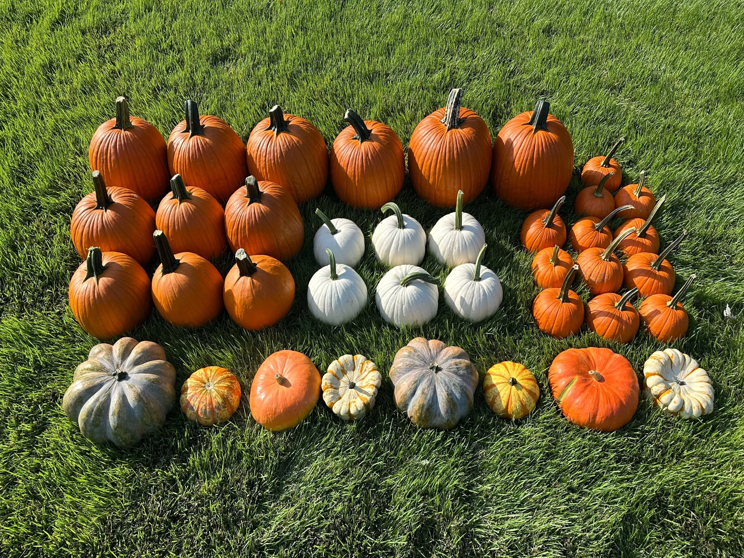 A collection of pumpkins of various sizes and colors, including orange, white, and greenish-gray, arranged on green grass during daylight.