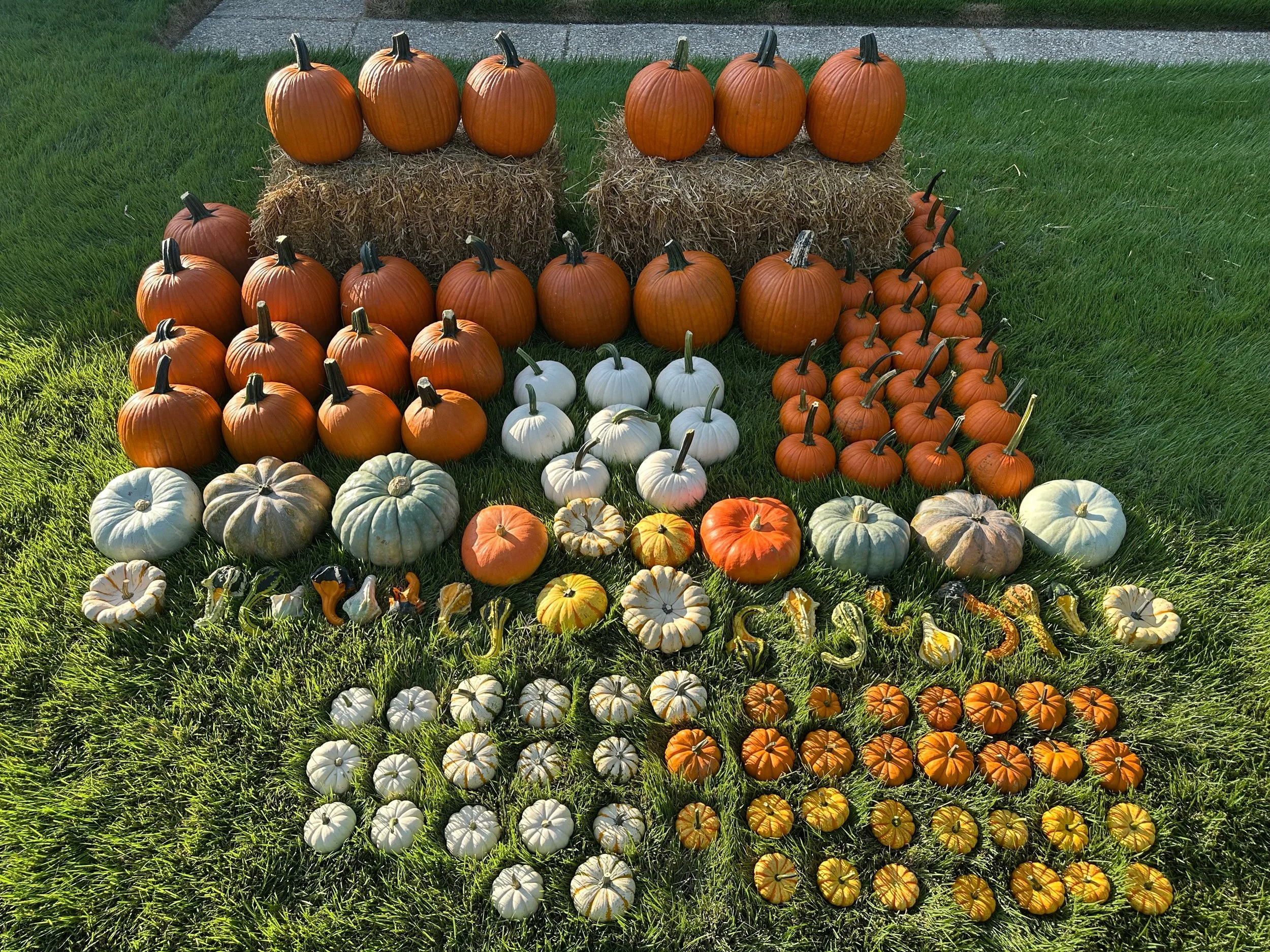 A display of various pumpkins and gourds arranged on a grassy lawn, with some pumpkins placed on hay bales and others directly on the grass.