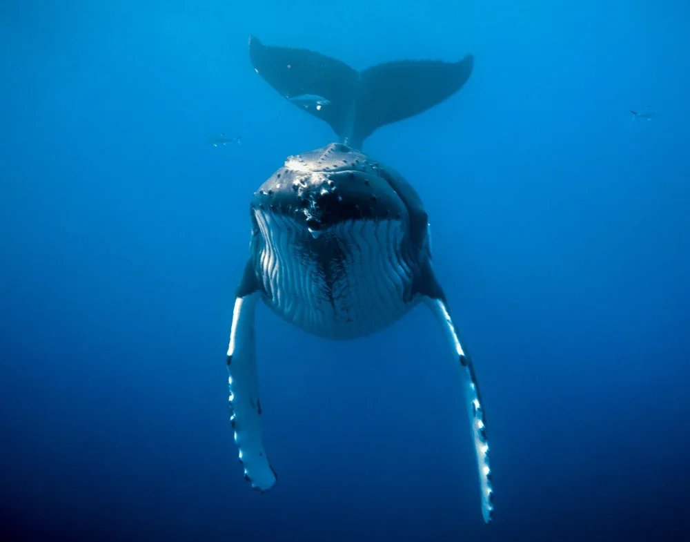 BeautyBeneath_1000x1500.jpg.webp