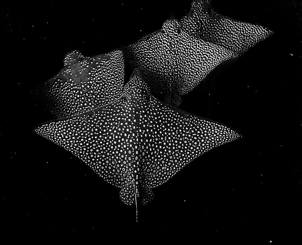 EagleRays_CookIslands_PhotoCharlottePiho_1000x1500.jpg