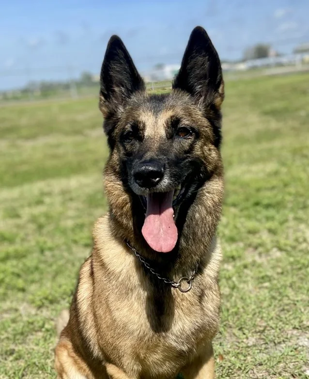 A happy German Shepherd dog sitting outdoors on grass with its tongue hanging out, sunny sky in the background.