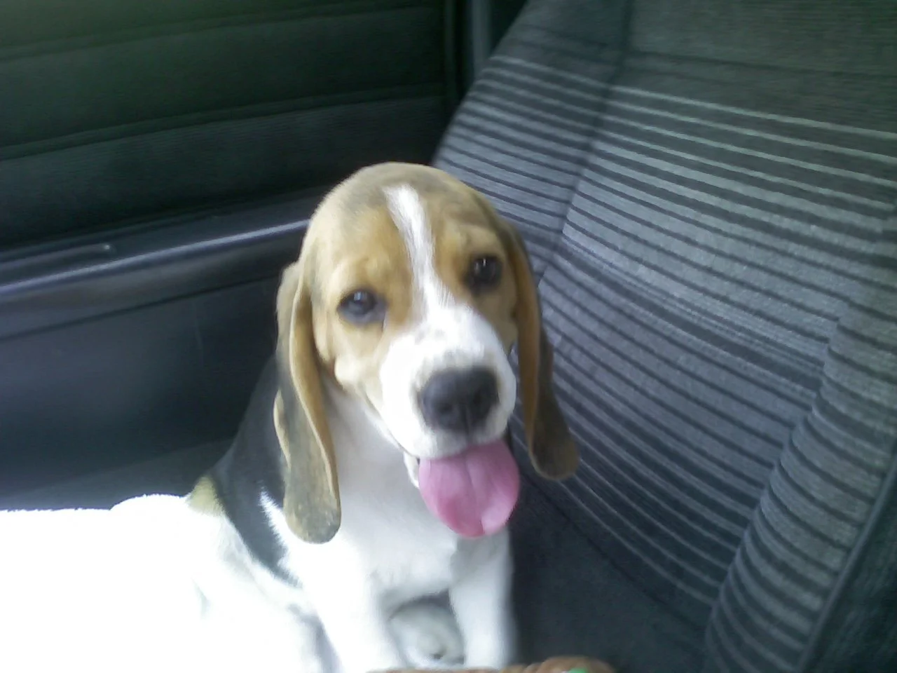 A happy beagle puppy with its tongue out, sitting on a car seat with striped upholstery.
